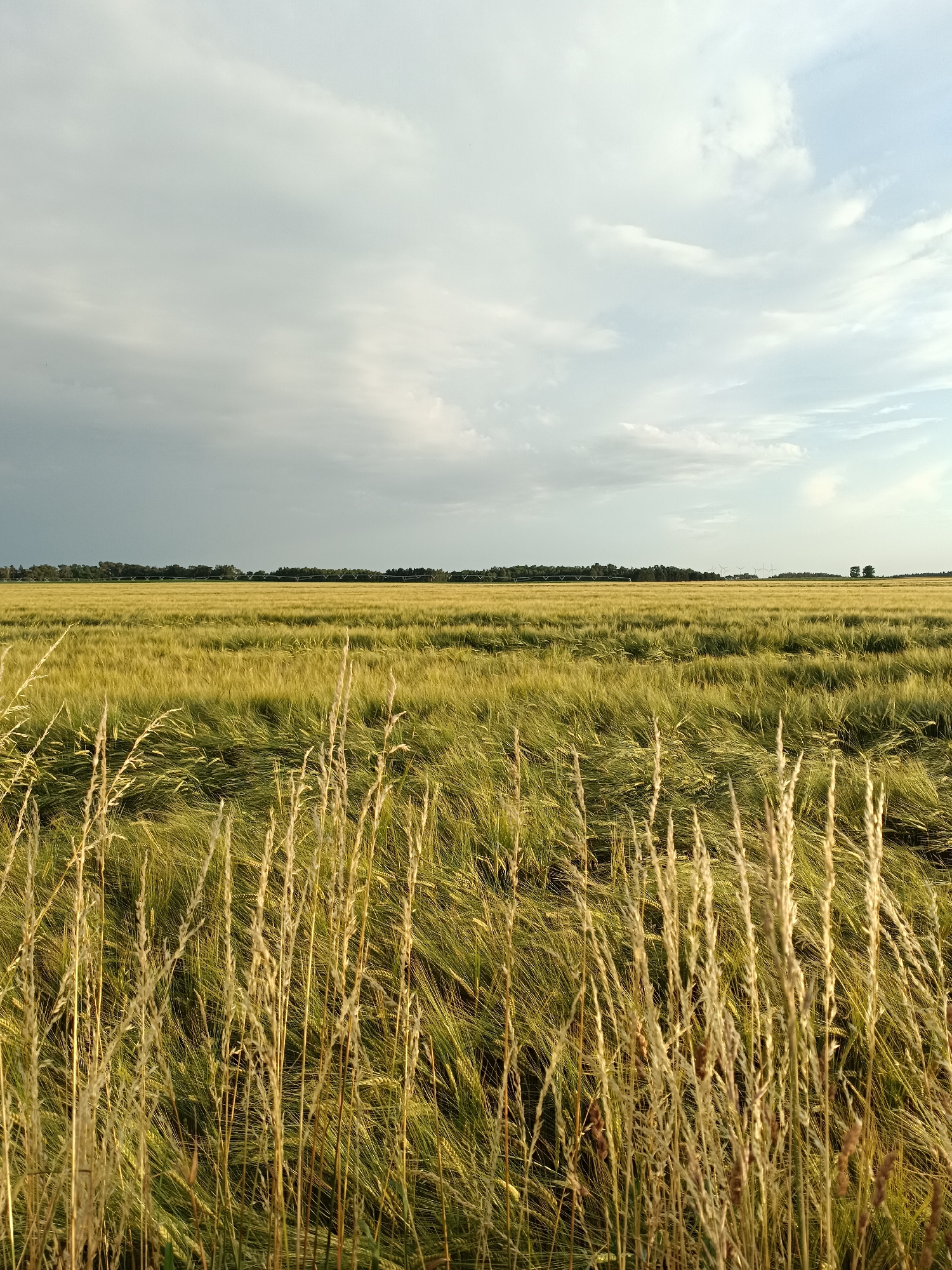 A wide shot captures a golden wheat field under a partially cloudy sky. In the foreground, dry, tall wheat stalks stand out against the rippling green and gold of the field. The field stretches to the horizon, where a dark band of clouds looms on the left, contrasting with the brighter, lighter clouds and blue sky on the right. A line of trees borders the far edge of the field. The lighting suggests it is late afternoon or early evening, with the sun casting a warm glow on the wheat. The wind is gently blowing, causing the stalks to sway. No people or man-made objects are prominently visible, aside from a distant line of what appear to be agricultural irrigation equipment, and possibly a few wind turbines in the far distance on the right. The scene evokes a sense of natural beauty and tranquility.