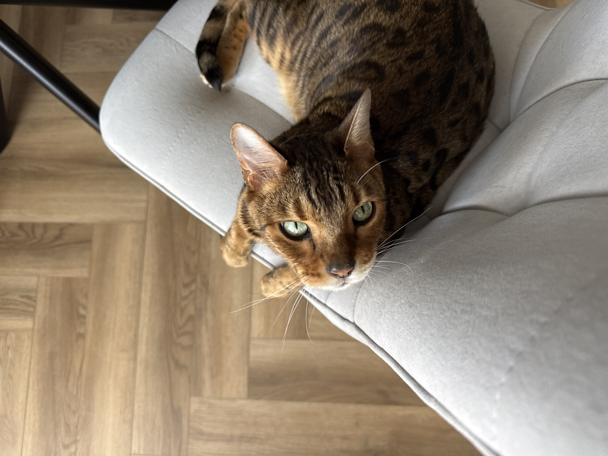 The image captures a high-angle shot of a cat resting on a light gray upholstered chair in an indoor setting. The cat, appearing to be a Bengal or a similar breed, has striking brown and black tabby markings, with a warm, rich tone to its fur. Its prominent features include bright green eyes that are looking directly up towards the camera, and long white whiskers fanning out from its snout. The cat's body is partially visible, curled on the chair, with its striped tail visible near the top left of the frame.
The chair is light gray, possibly suede or a similar soft fabric, and features some visible tufting on its surface. A black metal chair leg is partially visible on the left side of the frame, underneath the chair. The flooring beneath the chair and surrounding area consists of light-colored wooden planks arranged in a herringbone pattern, indicating a well-kept interior space. The lighting suggests it is daytime, with no artificial light sources visible. The scene evokes a sense of calm and domesticity, with the cat appearing observant or curious. No visible text is present in the image.