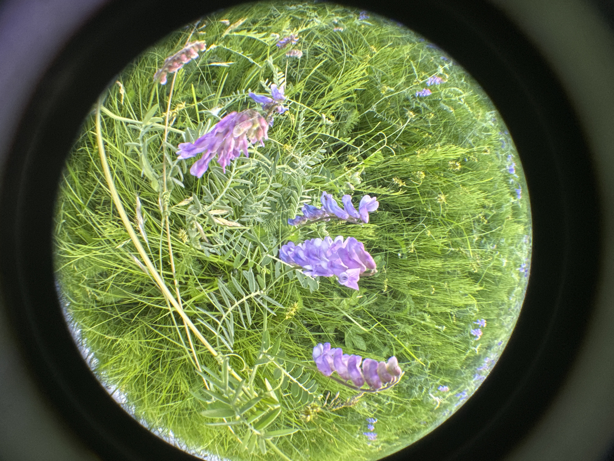 The image shows a close-up, distorted view of a field of green grass with scattered purple flowers. The view is framed by a dark, circular border, suggesting it was taken through a lens, possibly a fisheye lens or a magnifying glass. The grass appears lush and tall, with some thinner, wispy blades interspersed among denser patches. The purple flowers are clustered in various parts of the field, with some larger, more distinct blooms in the foreground and smaller ones dotting the background. The lighting suggests it is daytime, with a soft, natural light illuminating the scene. There are no people or animals visible in the image. The overall impression is of a natural, possibly wild, meadow or a patch of overgrown garden. The specific location in Saint Petersburg, Russia cannot be determined from the visual information provided in the image.