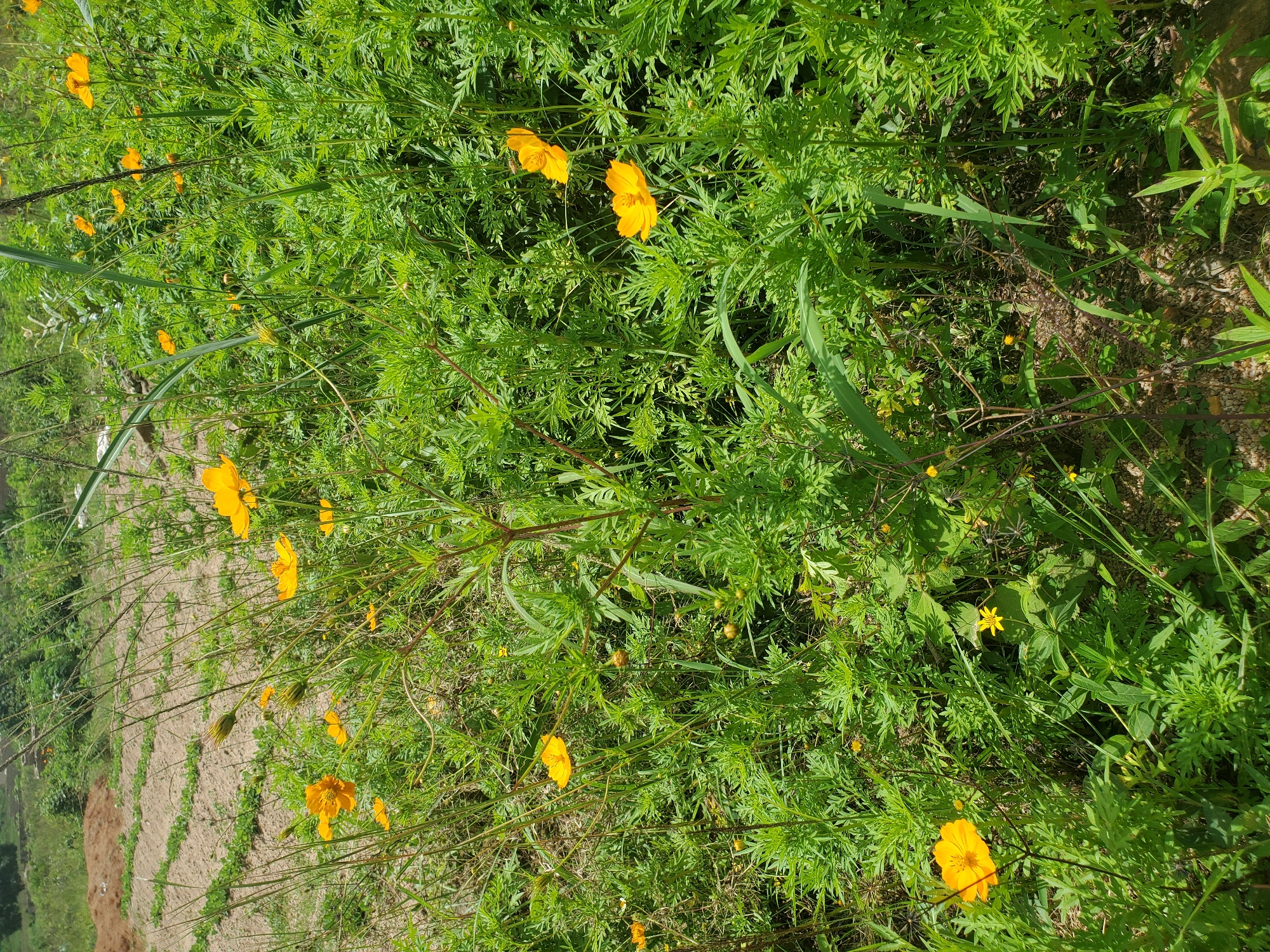 The image displays a close-up view of a field filled with vibrant yellow cosmos flowers and lush green foliage. In the background, there appears to be a tilled field, suggesting agricultural activity. The setting is a natural, outdoor environment, likely a rural or semi-rural area. The lighting indicates it is daytime, with sunlight illuminating the flowers and plants. There are no people visible in the image. The scene is static, focusing on the flora and the natural landscape. Based on the visual cues, this scene is not specifically identifiable as being in Jos, Nigeria, as it represents a general depiction of a flower-filled field.