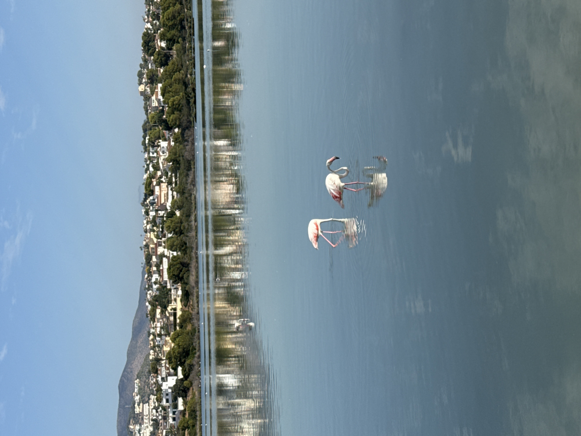 A serene, wide shot captures a tranquil body of water with a reflection of a town and hills in the background. Two flamingos are the primary subjects in the foreground. The flamingo on the left is facing right, with its head down, appearing to feed. The flamingo on the right is facing left, also with its head down, in a similar feeding posture. Both birds exhibit their characteristic pink and white plumage. The water is calm, with gentle ripples distorting the reflections of the distant buildings and lush green trees. The sky above is a clear, bright blue, with a few faint clouds. The town in the background features a cluster of white buildings with red-tiled roofs, nestled on the gentle slopes of rolling hills. The scene suggests a peaceful, natural environment within or near the coastal town of Calp, Spain, likely a salt flat or lagoon area known for its flamingo population.