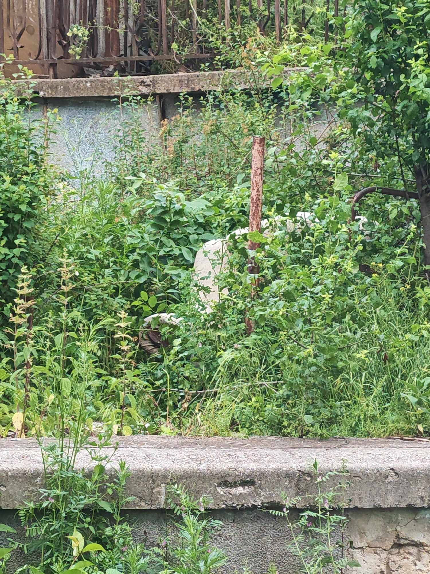The image depicts an overgrown, outdoor scene with a focus on dense vegetation and a concrete structure. In the center of the image, partially obscured by lush green leaves and tall grasses, is a white, cylindrical object, possibly a part of a larger structure or discarded item. A rusty, reddish-brown metal pole stands vertically in front of this object, adding a touch of industrial decay to the natural overgrowth.
The foreground features a rough, textured concrete ledge or wall, with more greenery sprouting from its surface and along the base. Behind this ledge, the dense foliage continues, with various shades of green indicating different types of plants and trees. In the background, a weathered, dark metal fence or railing is visible, hinting at a boundary or an older structure.
The overall impression is one of nature reclaiming an area, with the man-made elements becoming less distinct amidst the rampant plant life. The lighting suggests it might be daytime, but the dense foliage creates shadows, making a precise time of day difficult to determine. The weather appears to be overcast or perhaps after rain, given the saturation of the greens. There is no visible text in the image. The scene evokes a sense of quiet neglect and the persistent power of nature. The location context is Vanadzor, Armenia.