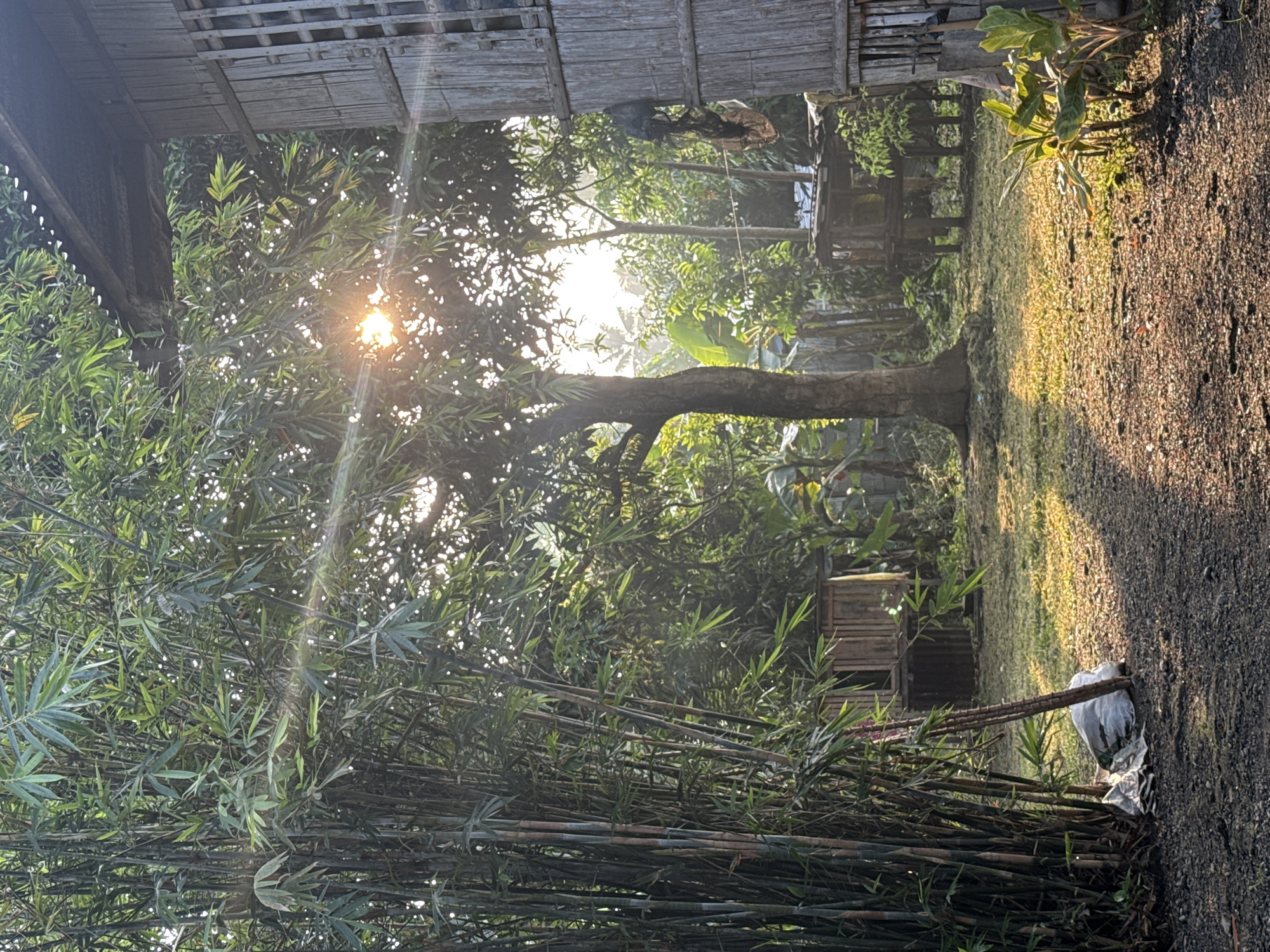 This image captures an outdoor scene in the city of Carmen, Philippines, illuminated by low-angle sunlight, indicating either early morning or late afternoon. Direct sun rays, accompanied by lens flare, are visible emanating from behind the canopy of a large tree situated in the central-right midground.
On the left side of the frame, a dense grove of tall bamboo culms, displaying shades of green and brown, stands vertically. At the base of this bamboo, a crumpled white plastic bag or tarp is present on the dark, gravelly ground, alongside several slender sticks or branches leaning against the bamboo stalks.
A dark, unpaved path composed of dirt and small stones extends from the bottom of the frame towards the midground. To the right of this path, a cluster of small plants with broad green leaves is visible, brightly lit by the sunlight.
In the midground, a large tree with a thick, dark brown trunk is centrally located, its foliage partially obscuring the sun. The ground beneath this tree and extending to the right features patches of short, sun-bleached, yellowish-green grass.
On the right side of the image, a rustic, light-colored wooden structure, resembling a house or shed, is constructed from vertical planks or bamboo. It exhibits a window opening fitted with a vertical wooden grate. The structure has a dark, possibly corrugated, roofline visible at the top right. A dark bag and a lighter, irregular object are suspended from the exterior wall of this building.
The background is characterized by a dense expanse of various green trees and tropical plants, through which lighter areas of the sky are visible. Several smaller, distant wooden structures are discernible further within the vegetation. No individuals are present in the scene.