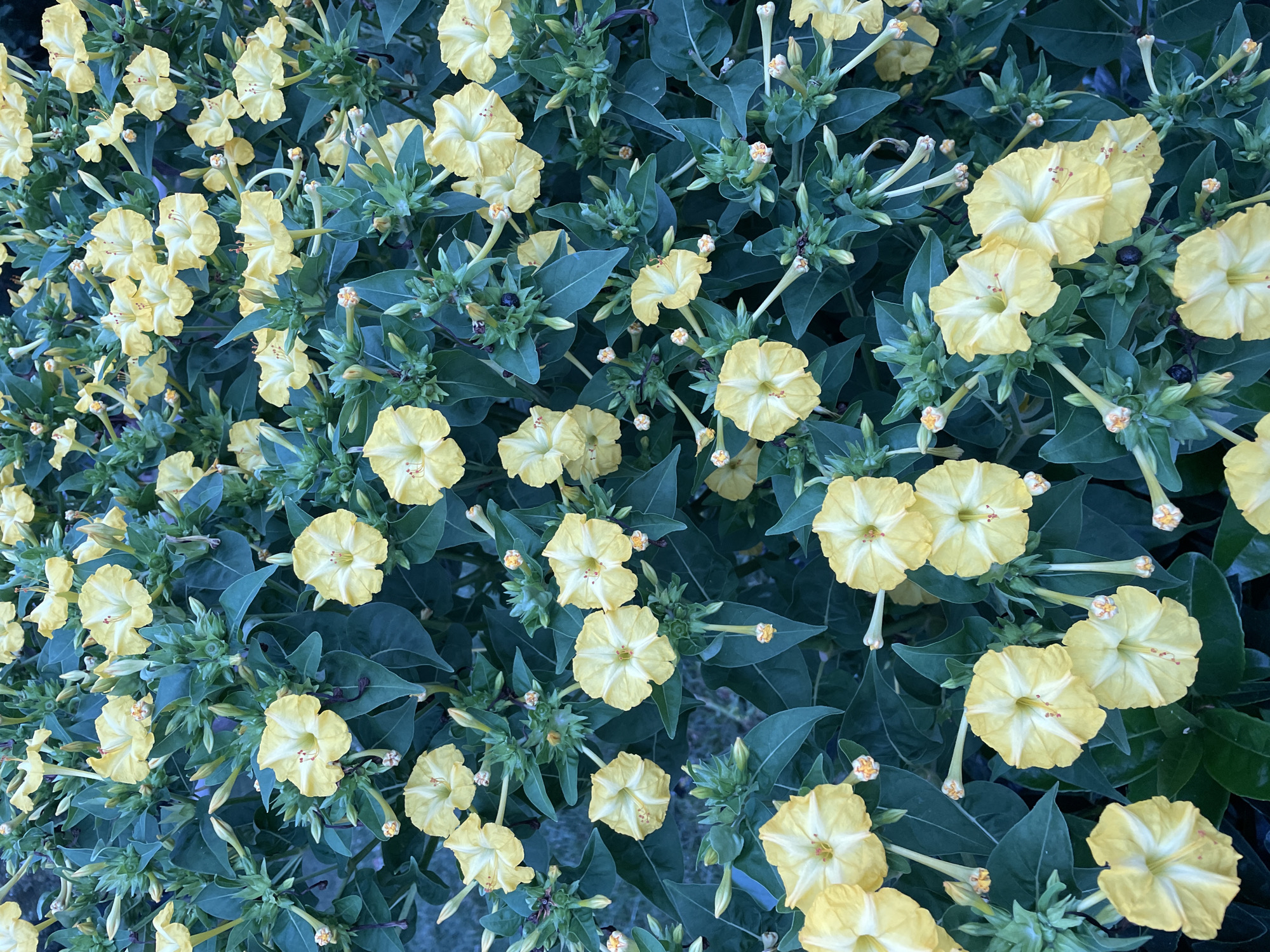 A close-up, overhead view of a dense bush covered in yellow "mirabilis jalapa" flowers, commonly known as four o'clocks, with dark green foliage. The flowers are predominantly yellow with some white in the center, and they are in various stages of bloom, with some buds also visible. The lighting suggests it might be late afternoon or early evening, given the slightly muted tones and the soft shadows. The image is taken from a static, eye-level perspective, focusing solely on the natural beauty of the plant. No people or man-made objects are present. The scene is likely a garden or park in the Kadıköy district of Istanbul, Turkey, where such flowering plants are common.