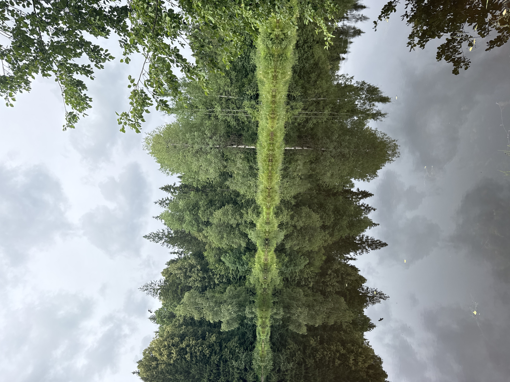A calm, overcast day is depicted in this image of a lake in Podolino, Russia. The lake's surface is still, reflecting the dense, green forest that borders its edge. The trees are a mix of deciduous and coniferous, with a tall birch tree standing out amongst the evergreens. The sky is a muted gray, with soft clouds creating a diffused light. The reflection of the trees and sky on the water creates a mirror image, doubling the natural beauty of the scene. The overall impression is one of tranquility and natural serenity.