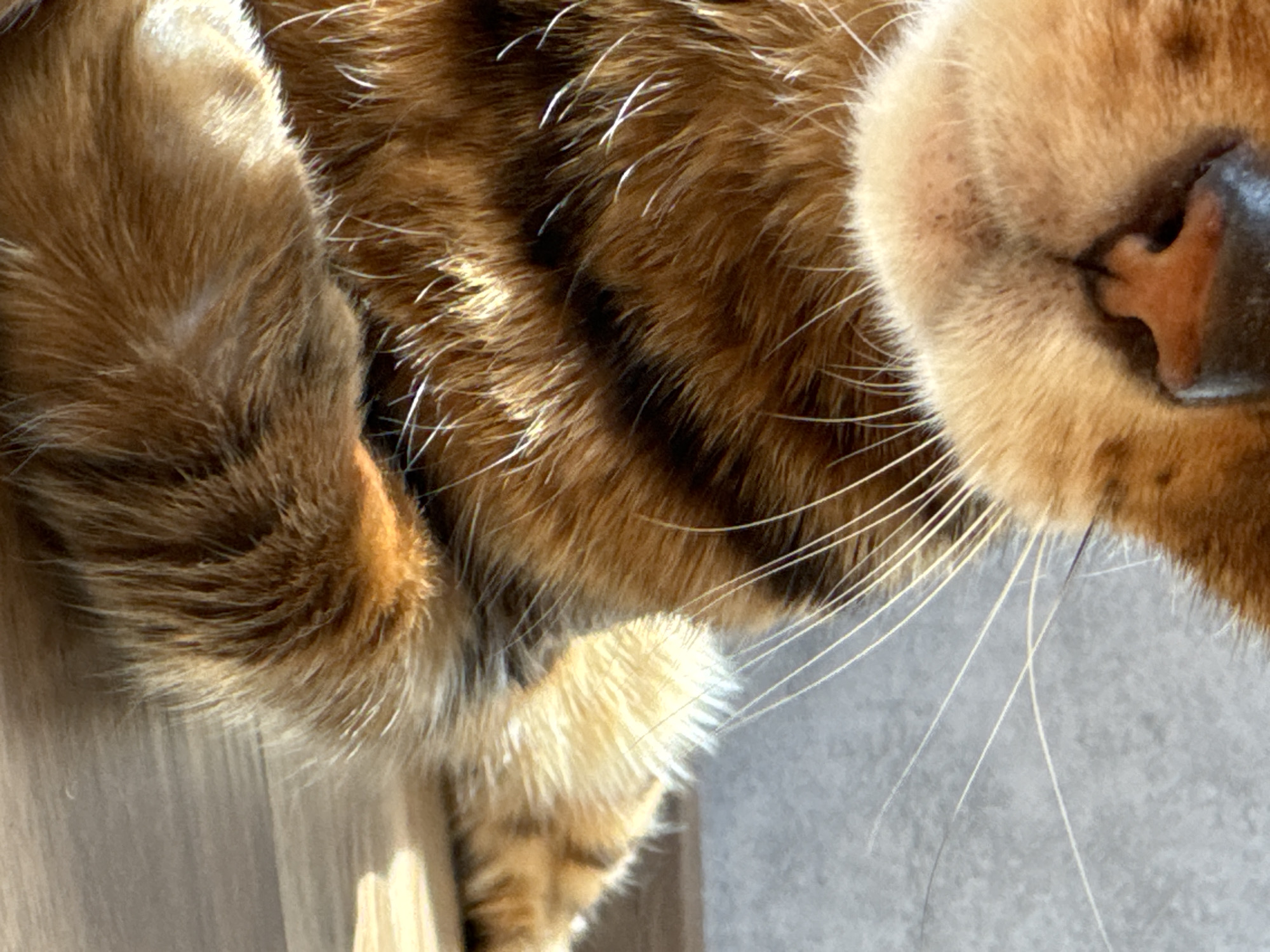 A close-up, eye-level shot captures the face and chest of a ginger tabby cat. The cat's wet, pink nose is the most prominent feature, situated above its mouth and a fluffy white ruff of fur. Long, white whiskers fan out from its muzzle, some extending towards the right side of the frame. The cat's fur is a mix of warm ginger and dark brown stripes, with individual hairs appearing slightly backlit, giving them a luminous quality. Sunlight casts dappled shadows across its chest and what appears to be a paw resting on a wooden surface in the foreground. The background is a soft-focus gray surface, likely a wall. The image is cropped tightly, focusing entirely on the cat's upper body and its immediate surroundings.