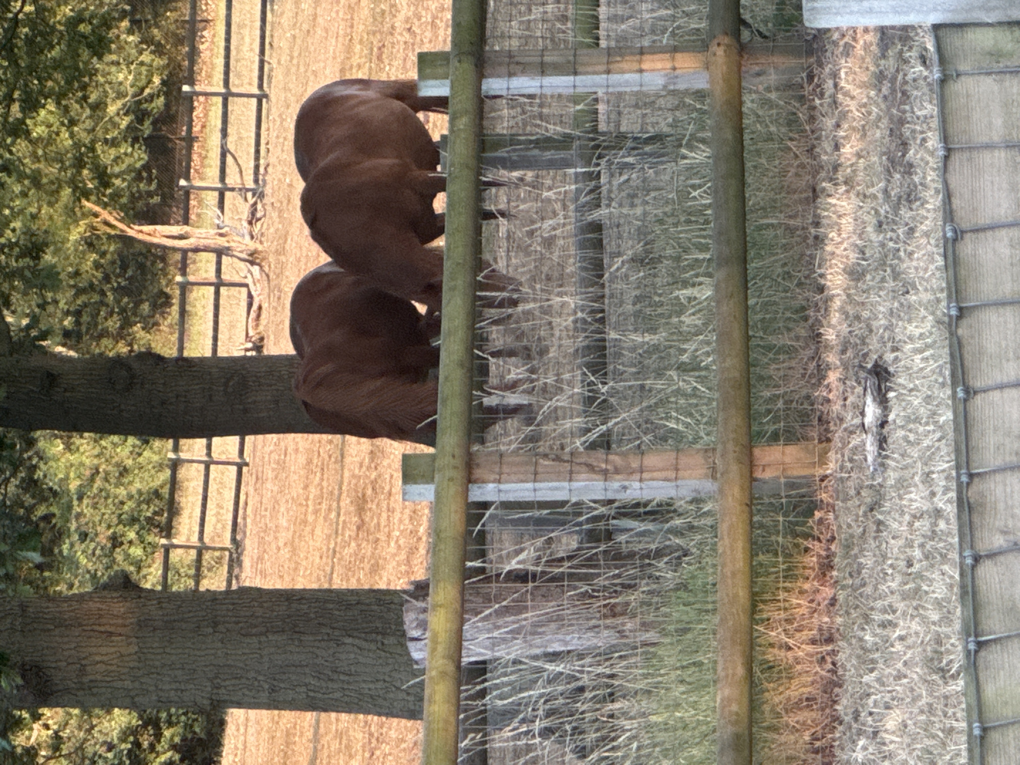 Two brown horses are grazing in a field behind a wooden fence. The horses are facing downwards, with their heads obscured by their bodies. The field is covered in dry grass and there are trees in the background. A wooden fence runs across the foreground of the image. The scene appears to be a rural setting. There is no information to suggest this image was taken in London, United Kingdom.