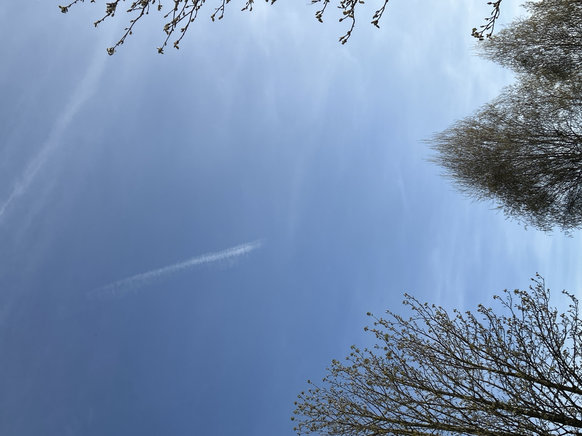 The image depicts a view of the sky framed by tree branches, likely taken in Truchtersheim, France. The sky is predominantly blue, with some wispy clouds and a faint contrail from an airplane. The tree branches are located at the top and bottom right and left of the frame, with buds visible, suggesting early spring. The branches appear to be from different types of trees. No people are visible in the image.