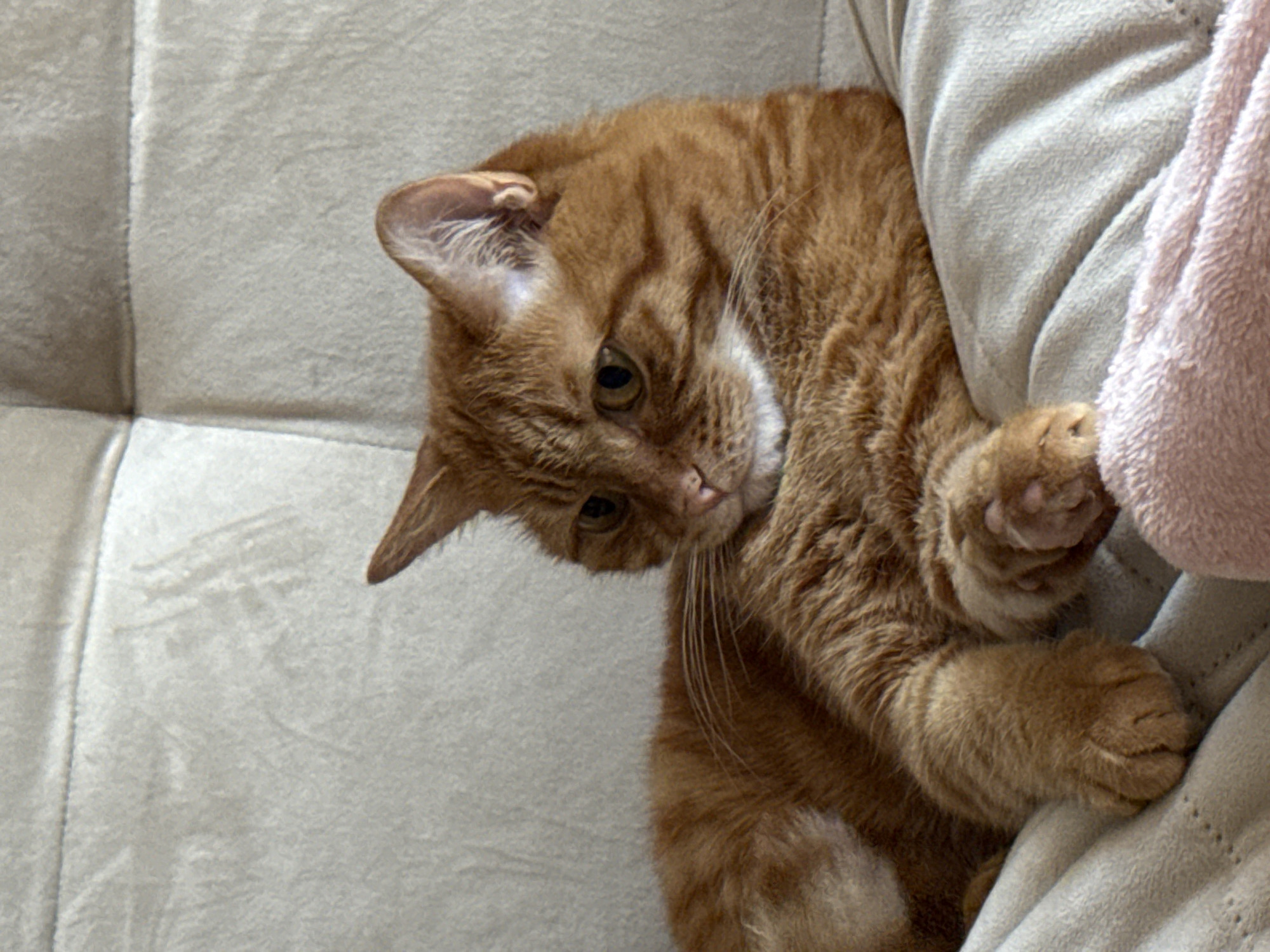 The scene depicts an indoor domestic environment located in Vologda, Russia. A single orange tabby cat is the primary subject, observed in a relaxed, prone position on a light-colored, upholstered sectional sofa. The cat's body is oriented towards the left side of the frame, with its head slightly lowered and turned. Its eyes, amber in color, are partially open, and its gaze is directed off-camera to the lower left. Distinctive dark brown stripes are visible across its forehead and cheeks. The cat's right front paw is extended forward and slightly curled, with its paw pads partially visible. A soft, light pink textile item, possibly a blanket or towel, is present in the lower right foreground, partially beneath the cat's right paw. The sofa features a textured fabric in a light beige or cream hue, with visible seam lines indicating its sectional construction. No other living beings or significant objects are present within the observable frame.