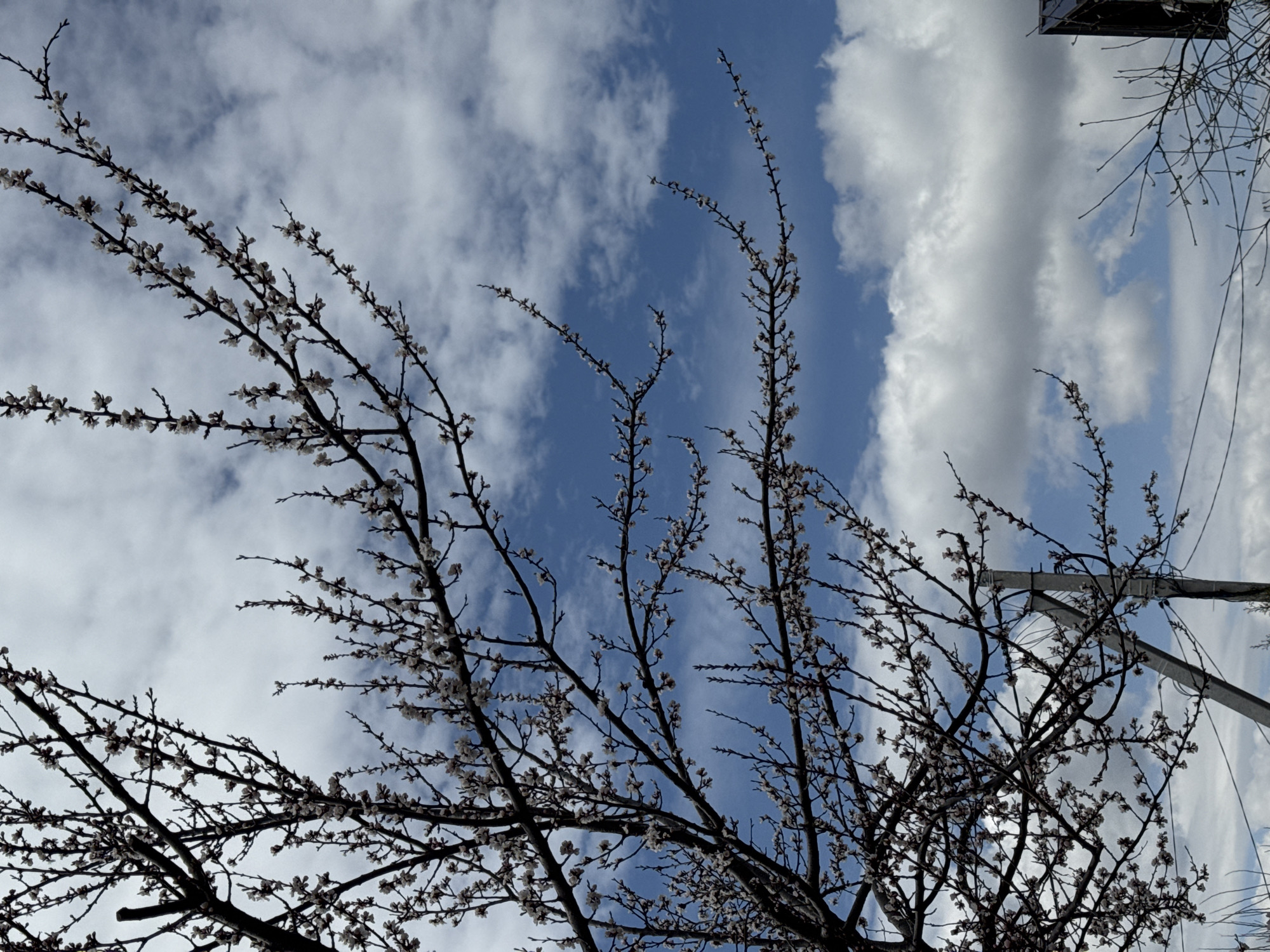 The image shows a view looking upwards at a tree with bare branches, covered in small white blossoms, against a backdrop of a blue sky dotted with puffy white clouds. The branches of the tree are silhouetted against the sky. In the upper right corner, there is a utility pole with power lines visible. The location appears to be an urban or suburban setting in the city of Unknown, Unknown, given the presence of the utility pole and clear sky. No people are visible in the image.