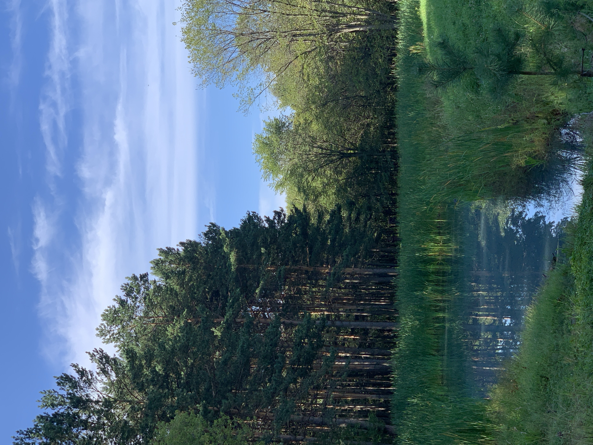 This is a vertical, eye-level, outdoor, medium shot of a peaceful natural scene in Prokopyevsk, Russia. In the foreground, a small, calm body of water reflects the surrounding environment. Tall, green reeds and grasses line the edges of the water. To the left and center of the image, a dense forest of tall pine trees stands, their dark green needles creating a dramatic contrast with the lighter green of the deciduous trees in the background. The deciduous trees exhibit a vibrant green foliage, suggesting a warm season. The sky above is a bright blue with scattered white, wispy clouds. The overall impression is one of serene natural beauty.