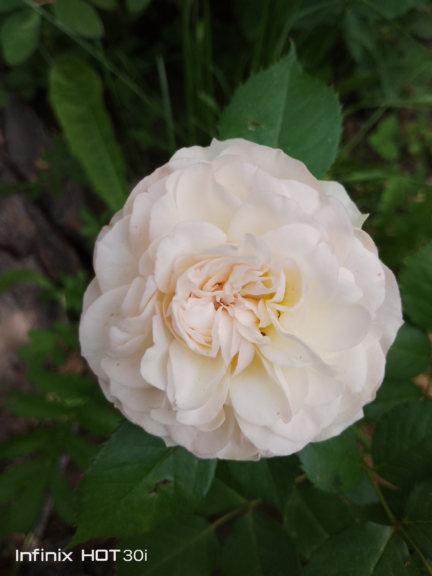 A close-up, overhead shot focuses on a creamy white rose in full bloom, its petals tightly clustered towards the center, forming a delicate, ruffled appearance. The rose is set against a blurred background of lush green foliage, with hints of darker, rougher textures that could be bark or soil. The lighting is soft, highlighting the subtle variations in the rose's color and the texture of its petals. The bottom left corner of the image contains white text, "Infinix HOT 30i." The provided context does not offer any specific information about the city of Kedrovy, Russia, or the exact location of this rose.