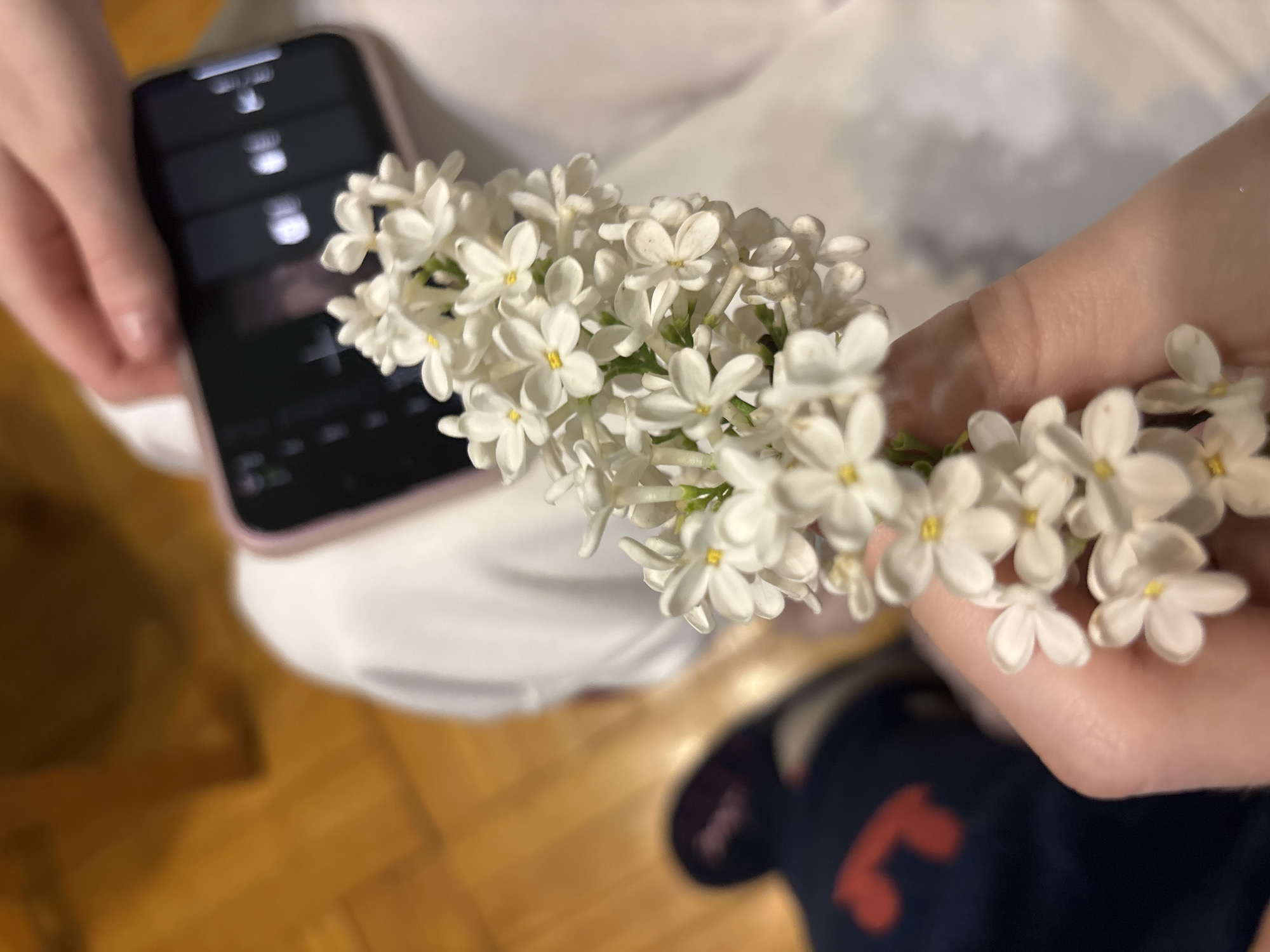 A person is holding a sprig of white lilac flowers, close to a smartphone. The background includes a wooden floor and a glimpse of blue clothing. The location and city are unknown.