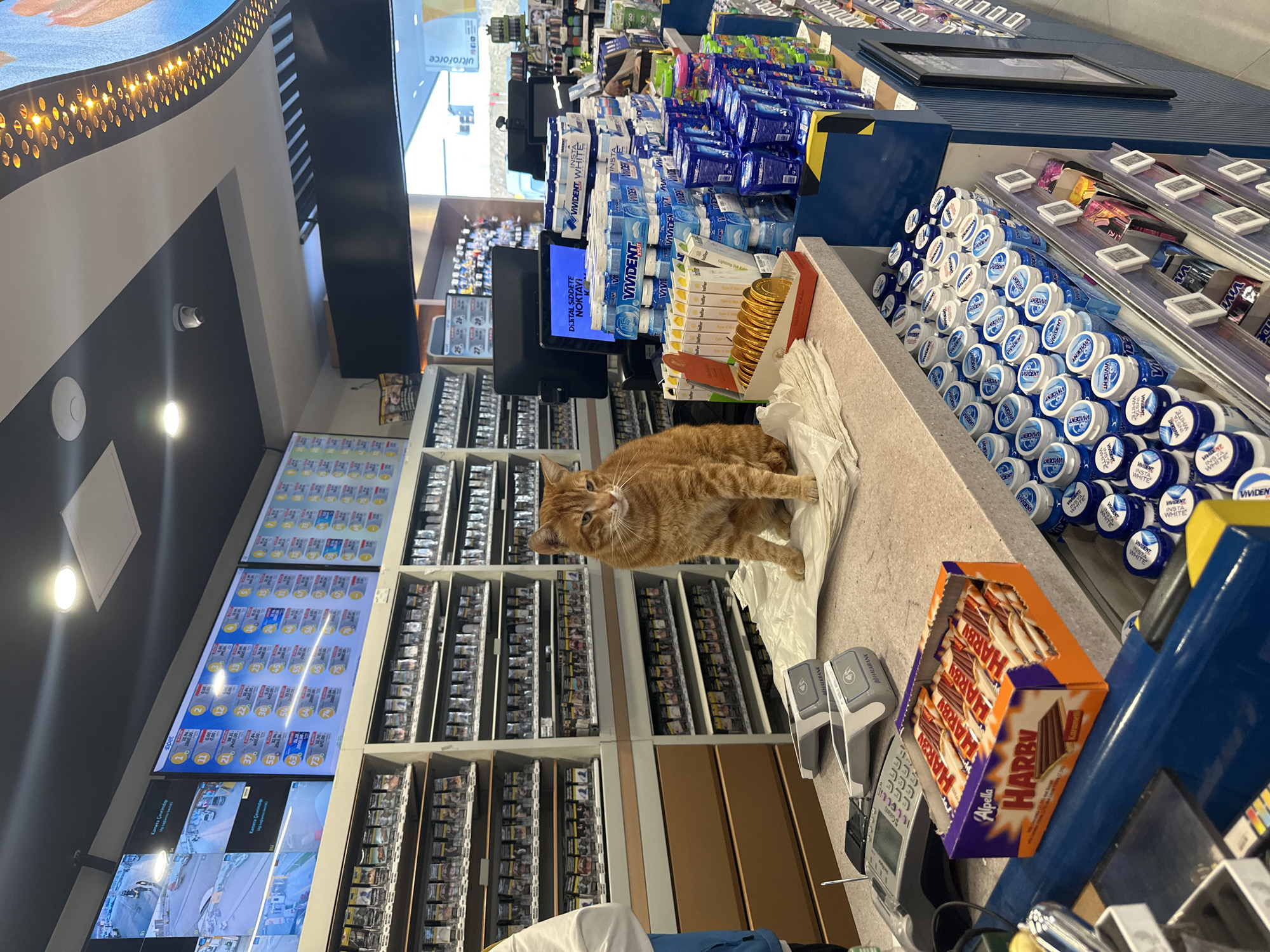 A medium, eye-level shot shows the interior of a store, likely a convenience store or market, somewhere in Gaziosmanpaşa, Turkey, based on the signs. The lighting appears to be bright and artificial. In the foreground, a payment terminal and a box of "Alpella Harry" candy are visible. A ginger cat is centered in the shot, sitting on some white paper on the counter. The counter holds stacks of chewing gum, various packages of cigarettes, and breath fresheners. Behind the counter, there is a large display of cigarettes and screens displaying prices of the cigarettes. The overall atmosphere is one of a typical store environment.