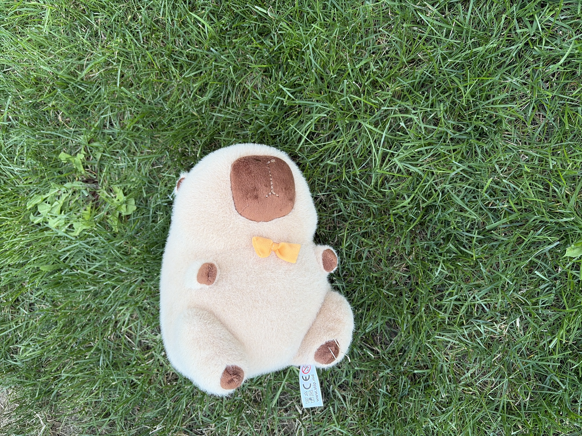 A stuffed toy animal, likely a capybara, is lying on a patch of green grass. The toy is light beige with brown accents on its paws and a darker brown patch on its back, resembling a facial feature. It has a small yellow bow tied around its neck. A white tag with black text and symbols is attached to one of its paws. The grass is moderately long and appears to be outdoors. There is no indication of human presence or any specific location within Oxentea, Moldova.