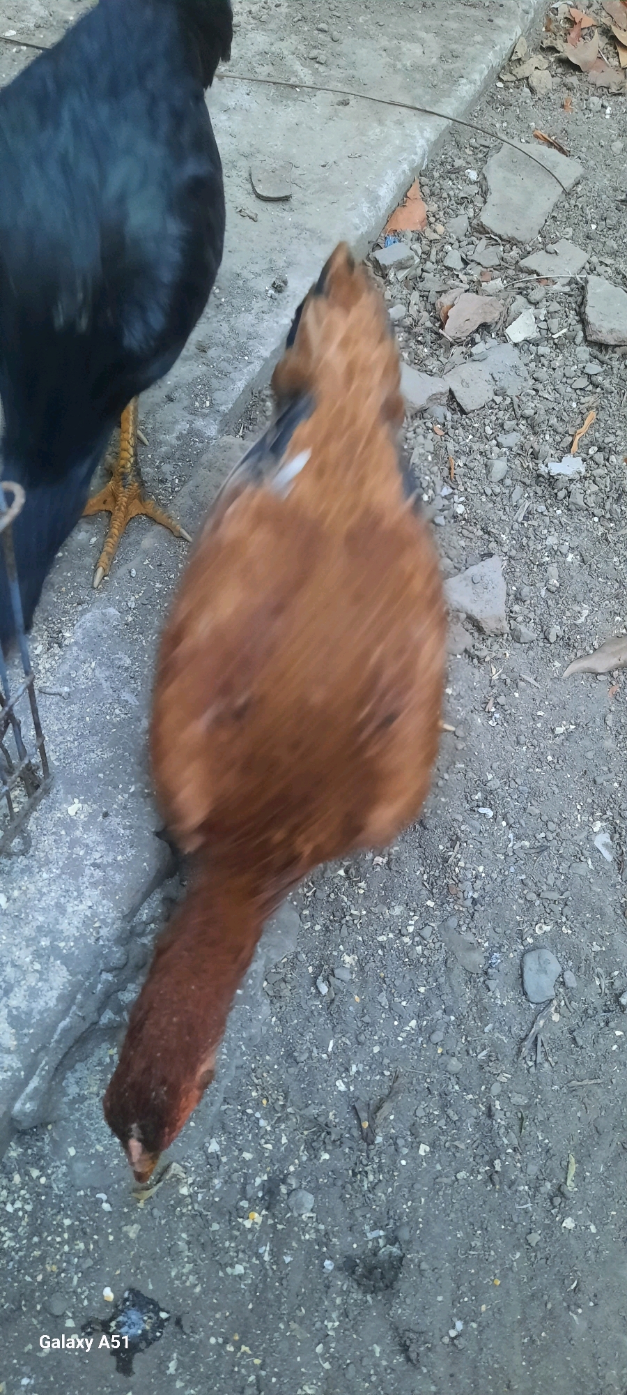 The image shows two chickens on a dusty ground next to a concrete ledge. The chicken on the left is mostly black and facing away from the camera. The chicken on the right is brown and is facing the ground, appearing to peck at something. The ground is composed of dirt, small stones, and some scattered dried leaves. A wire cage is partially visible on the left side of the image. The scene is outdoors, and the lighting suggests it is daytime. The watermark "Galaxy A51" is visible in the bottom left corner. This scene is unlikely to be located in the city of Jatitengah, Indonesia, as there are no specific indicators of this location in the image.