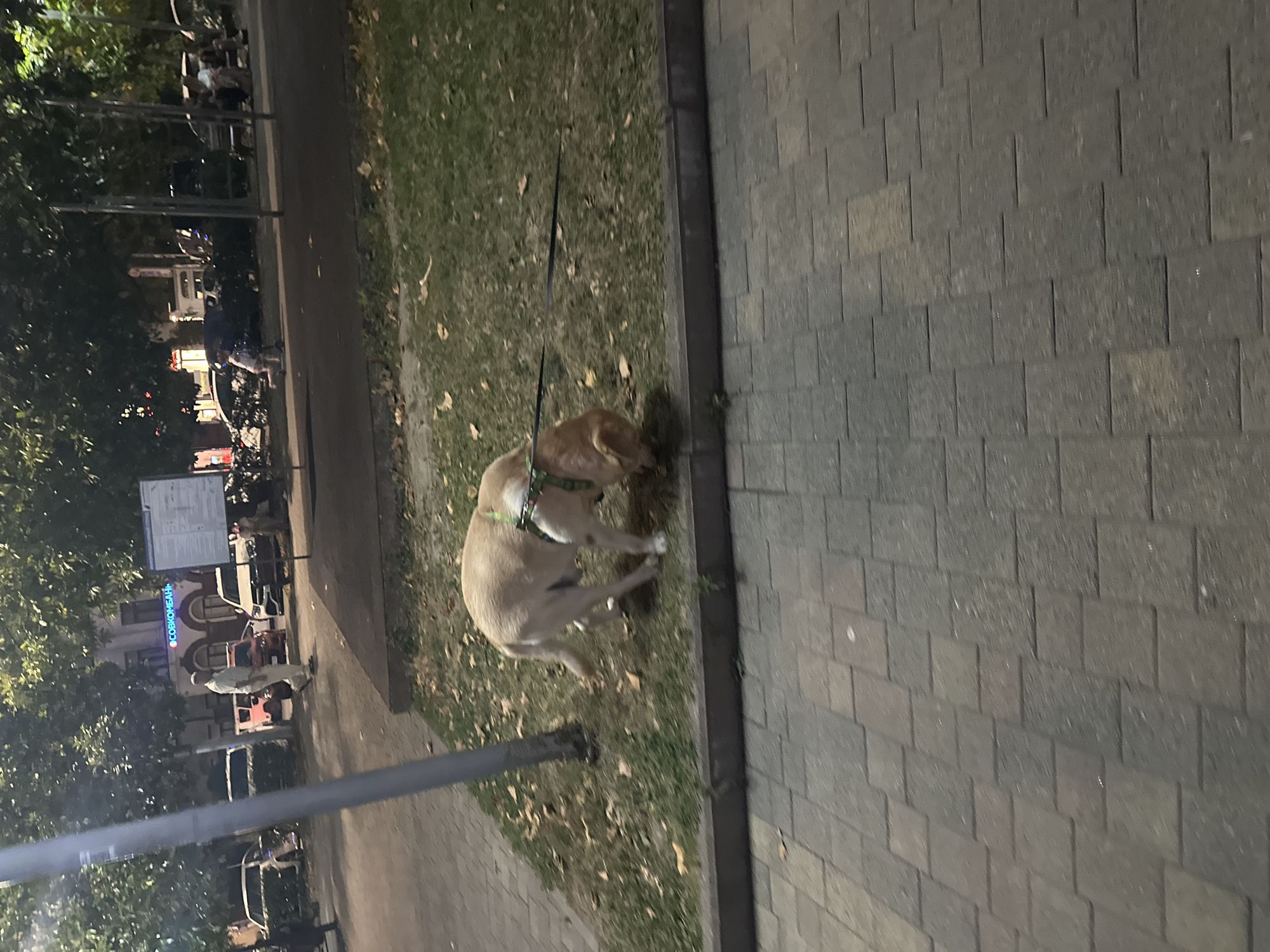 A light-colored dog on a black leash is sniffing the ground in a grassy area next to a paved walkway in Sochi, Russia. The dog is wearing a green harness. In the background, there are trees, buildings, and several cars parked on the street. A lamppost is also visible to the left of the dog. The scene appears to be in an urban park or public space.