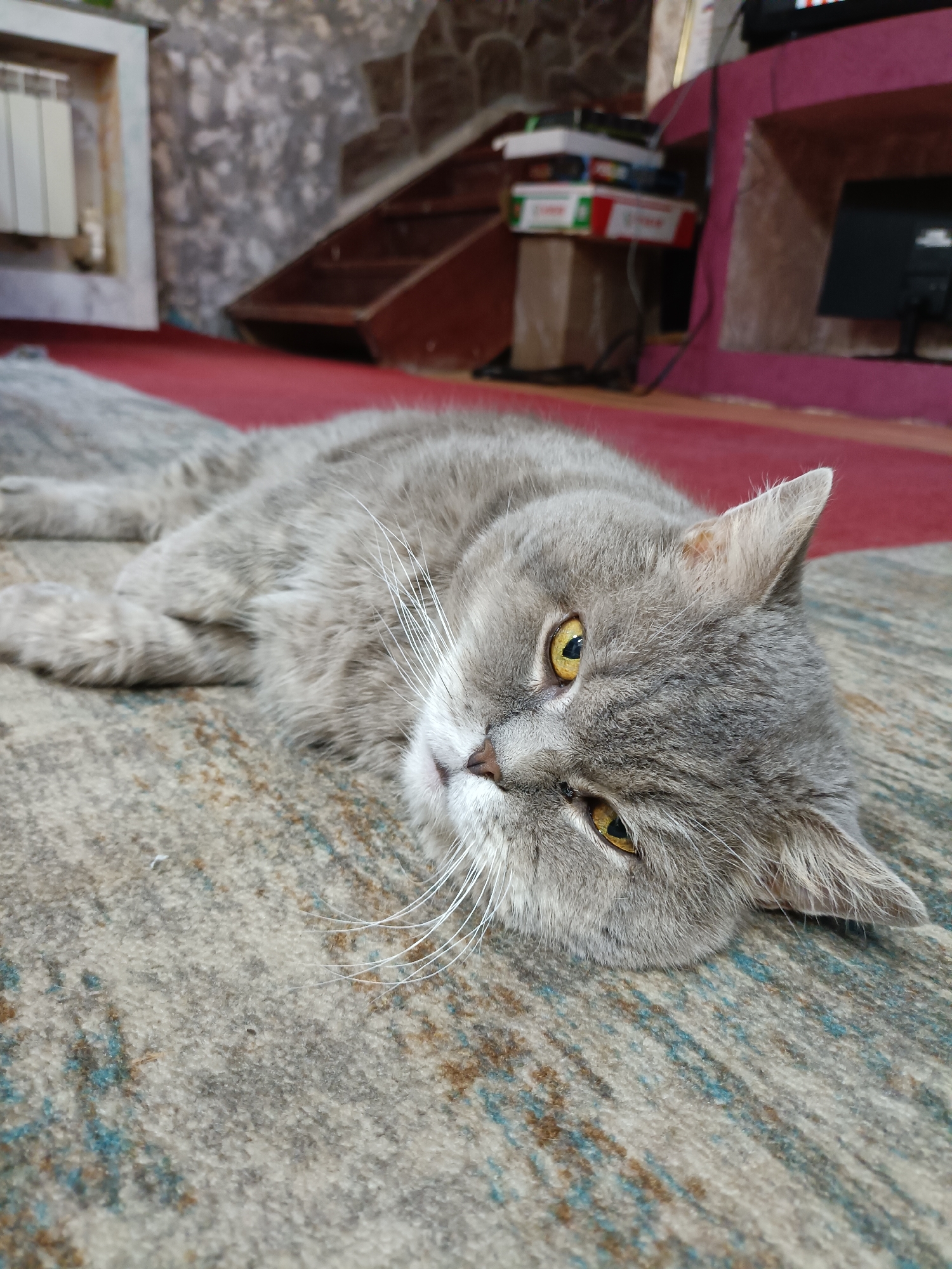 A gray cat lies on a patterned rug in a domestic setting. The cat is positioned on its side, facing the camera with its head slightly tilted. Its eyes are open and appear to be yellow. Long white whiskers are prominent against its gray fur. The rug has a textured pattern with colors of beige, brown, and blue. In the background, a red carpet is visible, and beyond that, a stone wall and wooden stairs leading upwards are present. To the right of the stairs, a dark television screen is mounted on a pinkish structure. The scene appears to be an indoor living space. This image was taken in Bataysk, Russia.