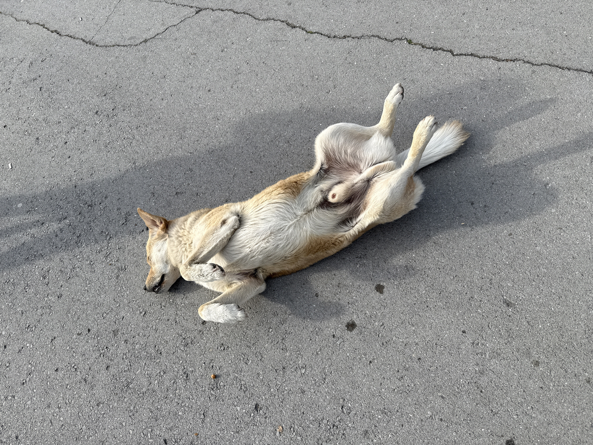A medium-sized, light-tan and white dog is lying on its back on a gray asphalt surface with cracks. The dog's legs are in the air, and its belly is exposed. The location is outdoors. The asphalt and the presence of the dog suggest an urban environment. Given the request of Varna, Bulgaria, the location is probably somewhere in Varna, but there is no specific feature visible in the picture.
