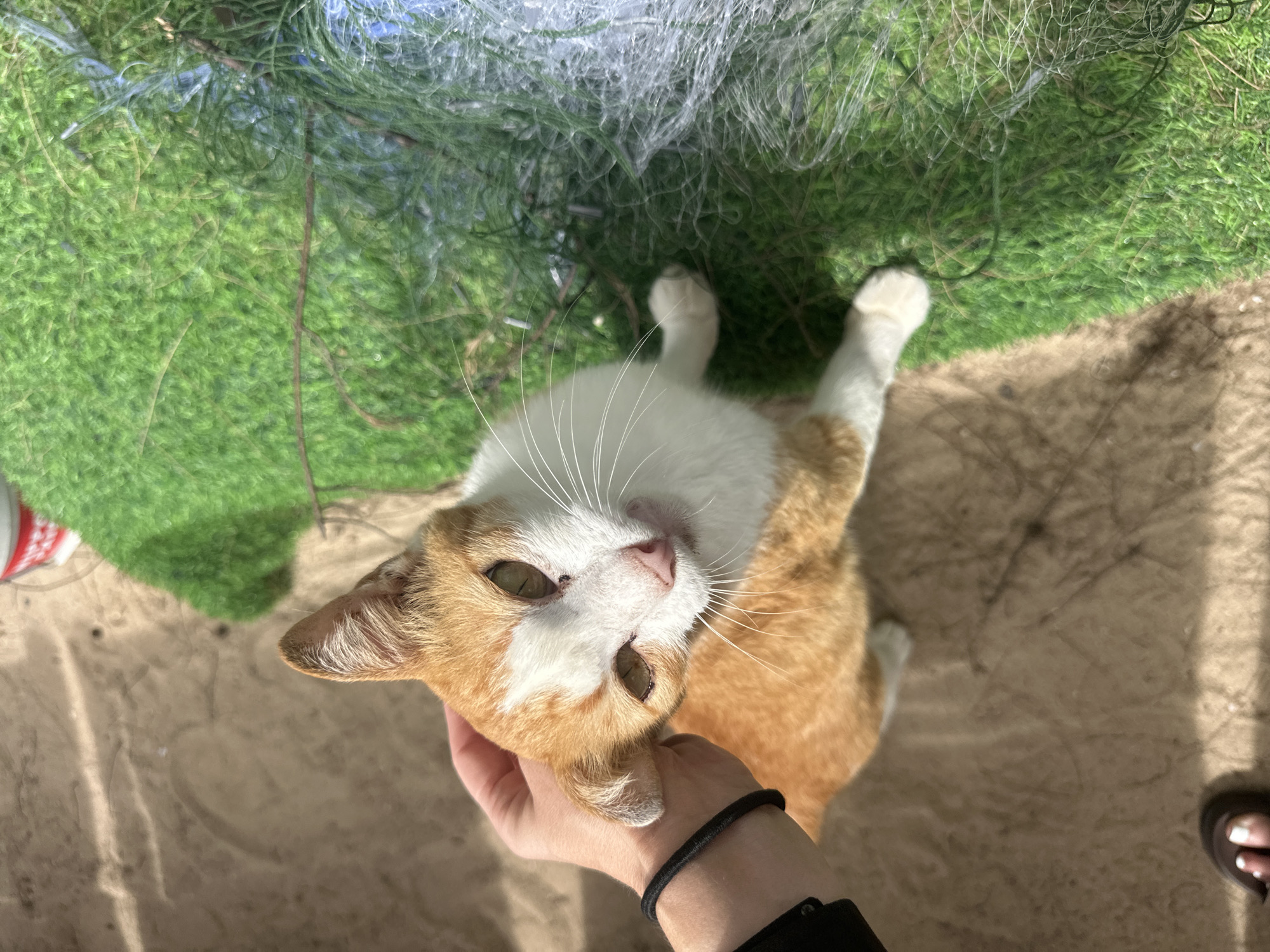 The media file is an eye-level, close-up shot of an orange and white cat being petted. The cat is lying down, with its head tilted back and its eyes looking up at the camera. Its fur is predominantly orange with white markings on its face and chest. The cat's ears are perked, and its whiskers are prominent. A person's hand, with a black bracelet on the wrist, is gently stroking the cat's head.
The background is a mix of sand and green, grassy material, possibly artificial turf. There are also some thin, string-like elements visible in the upper portion of the image, which could be netting or some type of plant material. The lighting suggests it might be daytime, with some shadows present. The overall scene appears to be outdoors, perhaps in a park or a recreational area. The cat's expression could be interpreted as content or relaxed. There is no visible text in the media file.