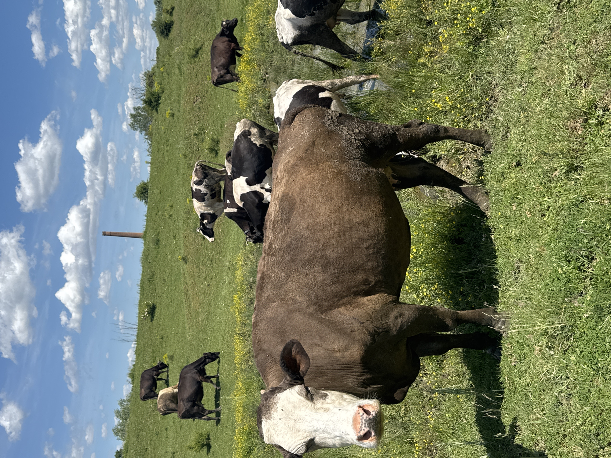 The image shows a pasture in Dermantsi, Bulgaria, populated with a herd of cattle. Dominating the foreground is a large, brown and white cow, standing and facing the viewer. Behind it, several black and white Holstein cows are visible, some grazing and some near a small water source. In the background, more cattle dot the grassy landscape under a blue sky with scattered white clouds. A tall, slender cylindrical structure, possibly a ventilation pipe or tower, stands in the distance. The overall environment is a rural, open field with yellow wildflowers interspersed among the green grass.