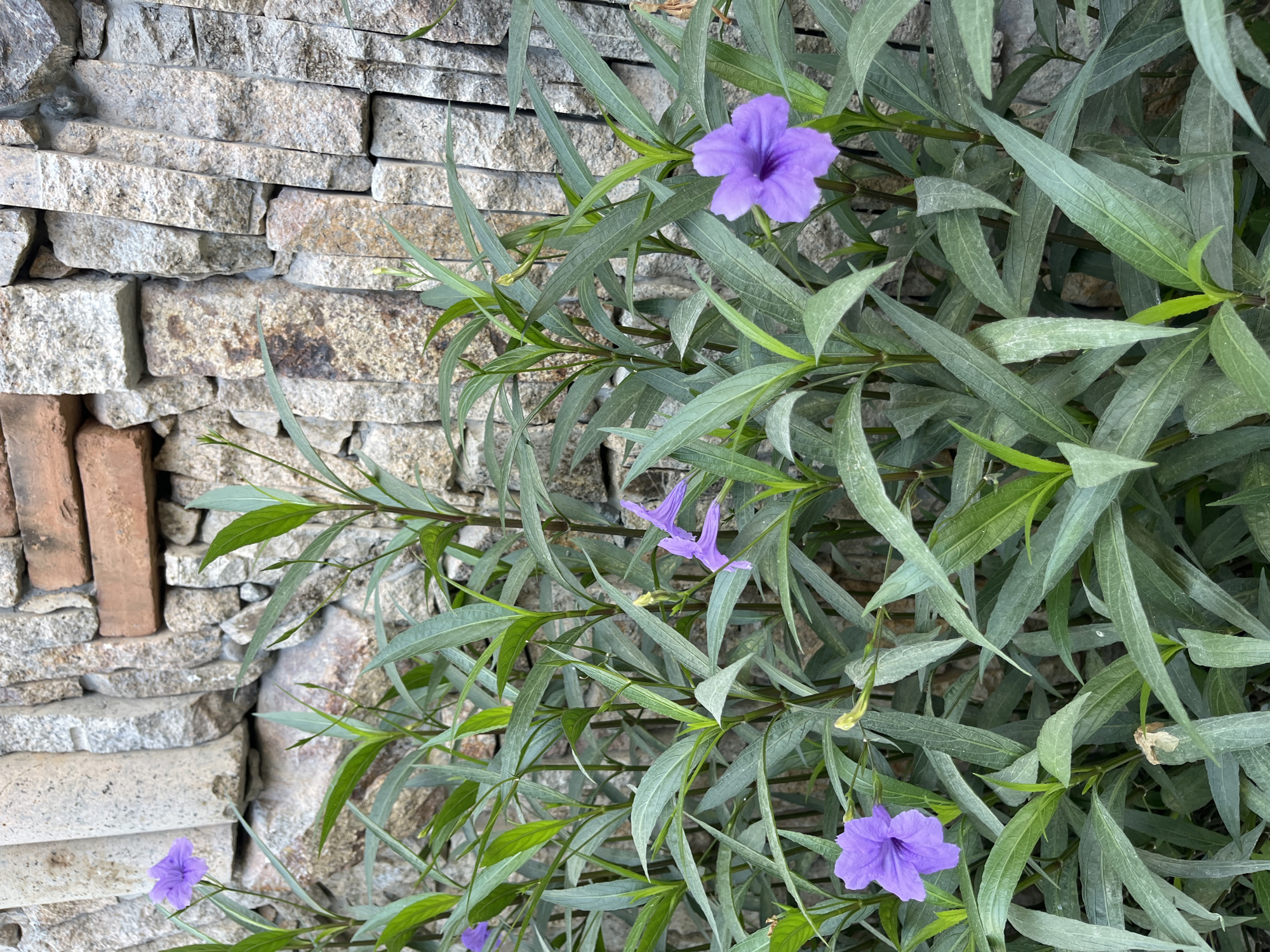 The image shows a plant with long, slender green leaves and several purple flowers. The plant is growing next to a stone wall constructed of irregularly shaped stones in shades of gray, tan, and brown. In the background, partial red bricks are placed between the stones. Based on location metadata, this image was taken in Bac Nha Trang Ward, Vietnam.