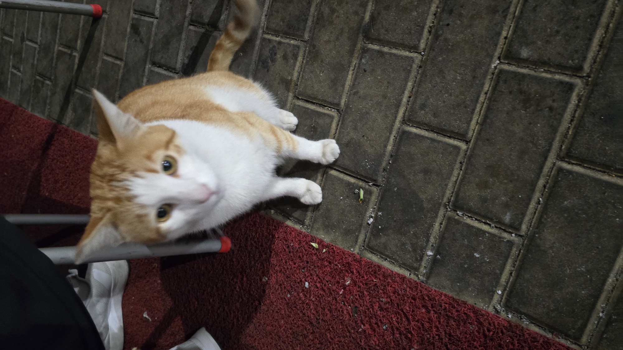 A close-up, high-angle shot depicts a medium-sized orange and white cat looking upwards. It is lying on a combination of red carpet and a brick walkway in the city of Unknown, Unknown. Parts of a grey metal object, presumably furniture, are visible on the left. The bricks are arranged in a running bond pattern. The lighting appears to be artificial and somewhat dim. The cat's fur is short. The cat's tail is arched upwards.