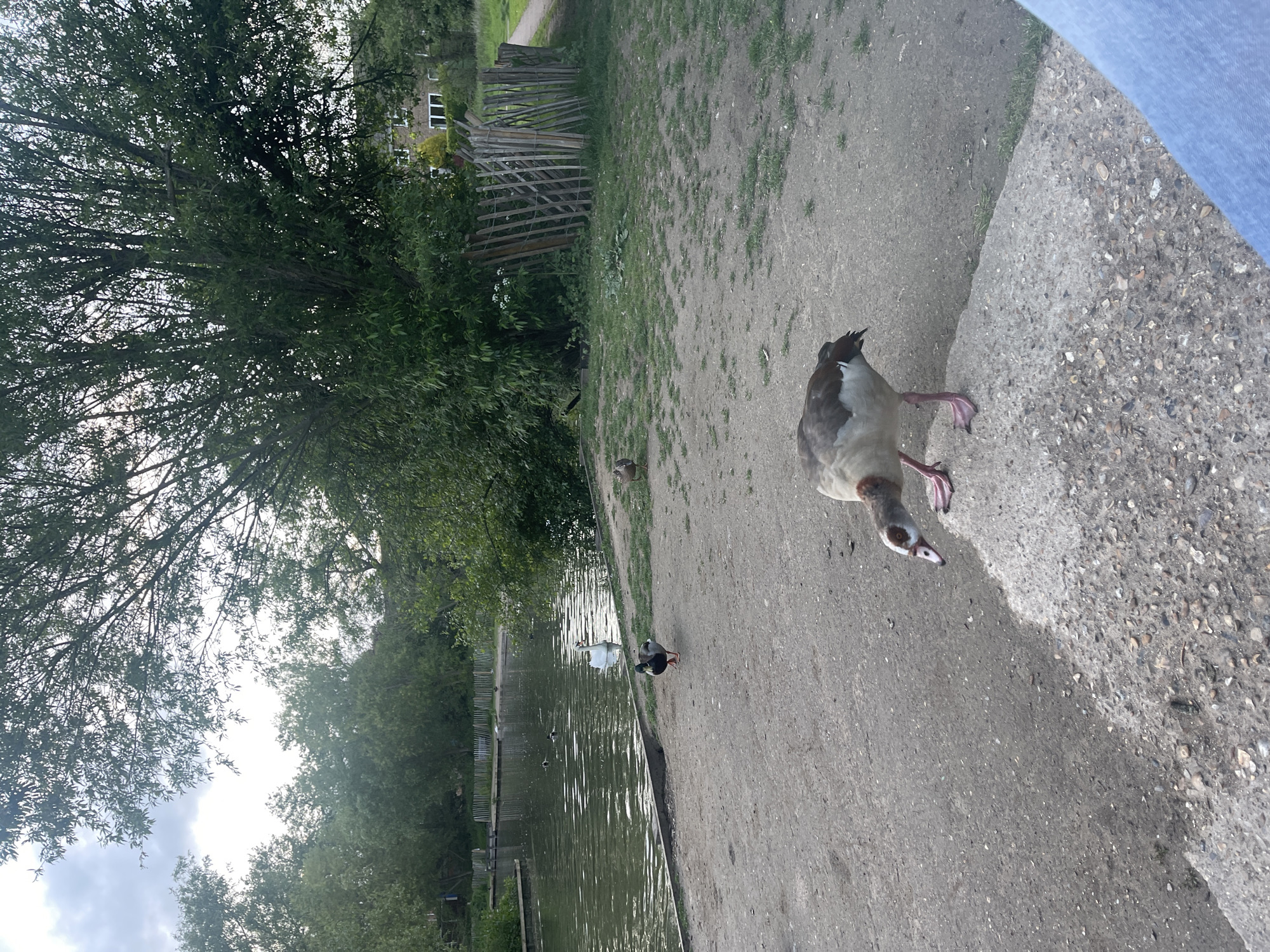 The image shows a park environment in Maidstone, United Kingdom, along a body of water. A goose stands prominently on a concrete path, facing the viewer. In the water, other waterfowl, including a swan and ducks, can be seen. The background includes a fence, trees, and a building in the distance. The photograph appears to be taken from a first-person perspective.
