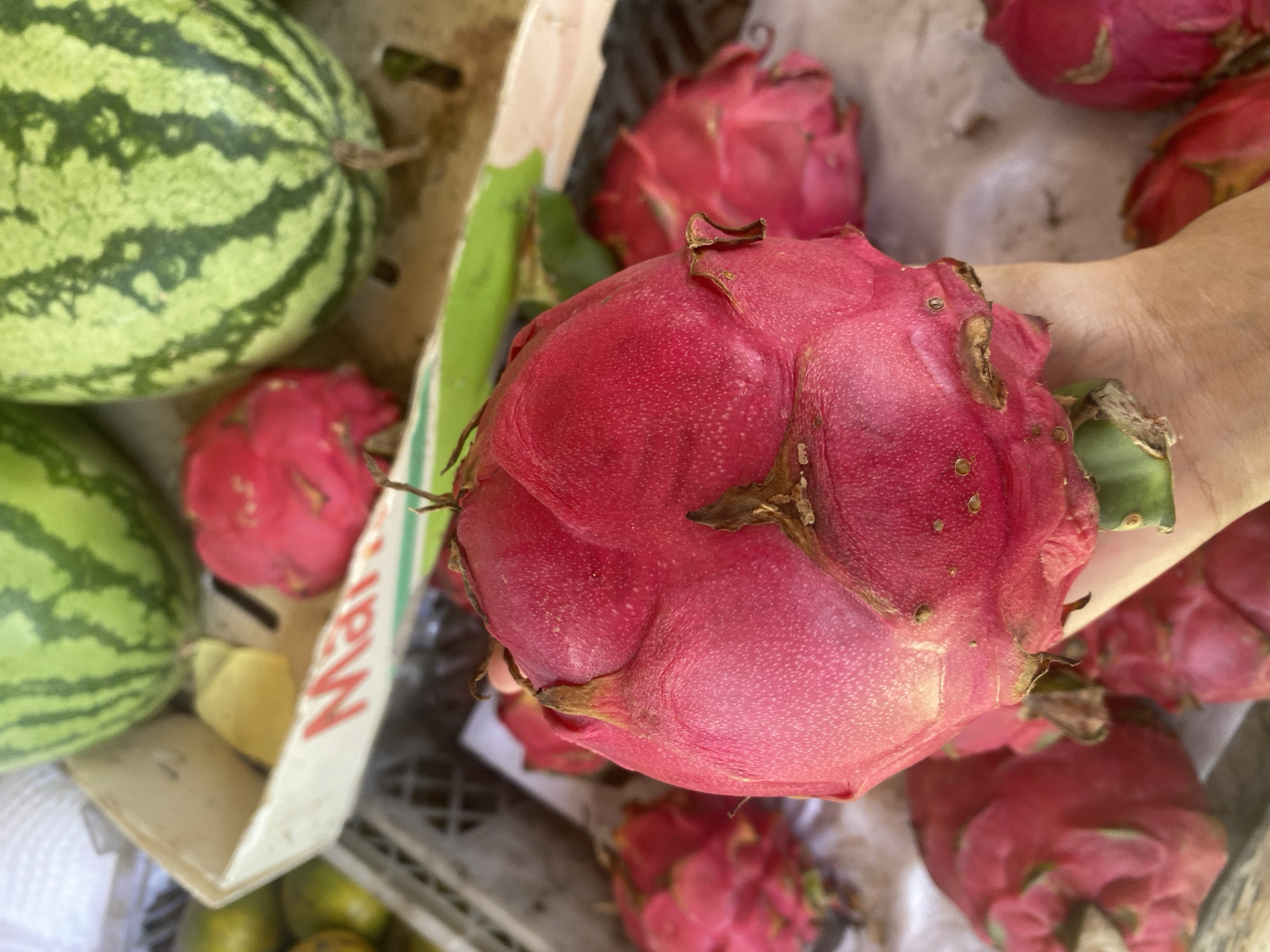 A close-up shot shows a hand holding a bright pink dragon fruit, its skin textured with small, dark scales and topped with dry, brown bracts. In the background, more dragon fruits are visible, along with two watermelons in a white cardboard box. The watermelons have a vibrant green rind with dark green stripes. The scene appears to be a fruit stall, possibly in the city of Ta', Indonesia, with crates and other produce hinted at in the blurred background. The lighting is natural, suggesting an outdoor or well-lit indoor setting.