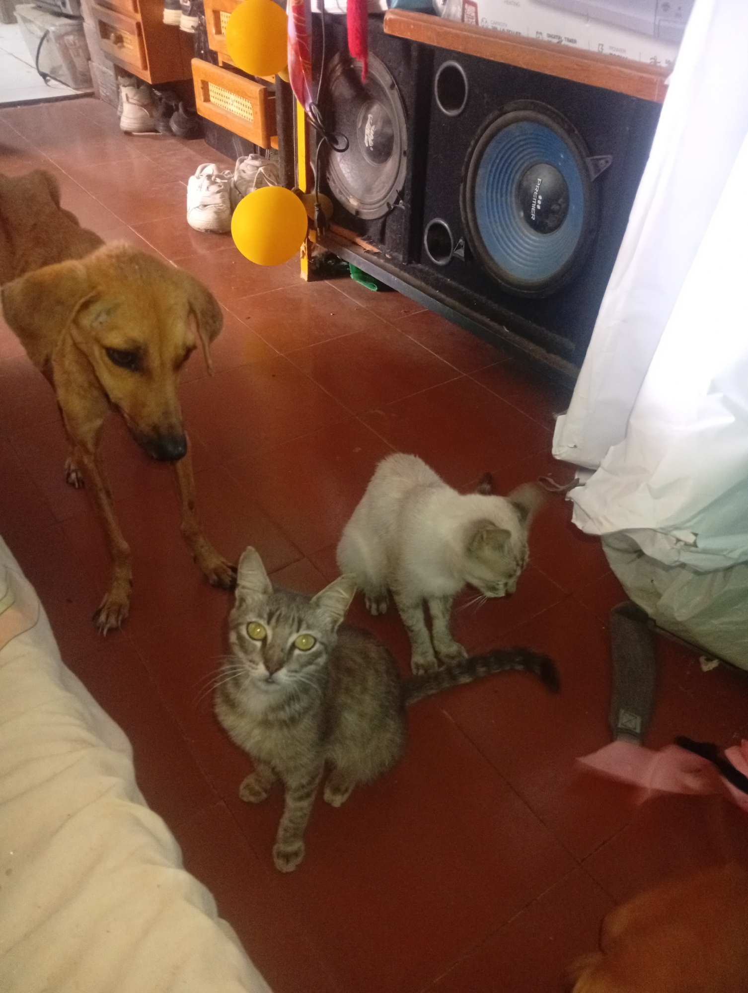 This image captures an indoor scene within a residence in Altagracia, Venezuela. The foreground features a reddish-brown tiled floor. Dominating the mid-ground are three domestic animals: a light brown, short-haired dog standing on four legs, partially visible on the left, looking downward; a grey tabby cat with prominent yellow-green eyes sitting centrally, looking directly at the viewer; and a light-colored (possibly cream or pale grey) cat standing to the right of the tabby, facing away from the viewer.
In the background, from left to right, a wooden cabinet or shelf unit is visible, with several pairs of white athletic shoes placed on the floor underneath and on a lower shelf. Two spherical yellow decorative objects are suspended next to the cabinet. Adjacent to these is a large, black speaker enclosure featuring a prominent speaker with a blue cone and "PREMIER" branding, along with at least two circular port holes. To the far right, a crumpled white sheet or fabric is draped, partially obscuring the background. On the floor near the white fabric, a dark-colored object resembling a brush handle and a pink fabric item are present. No human subjects are visible within the frame.