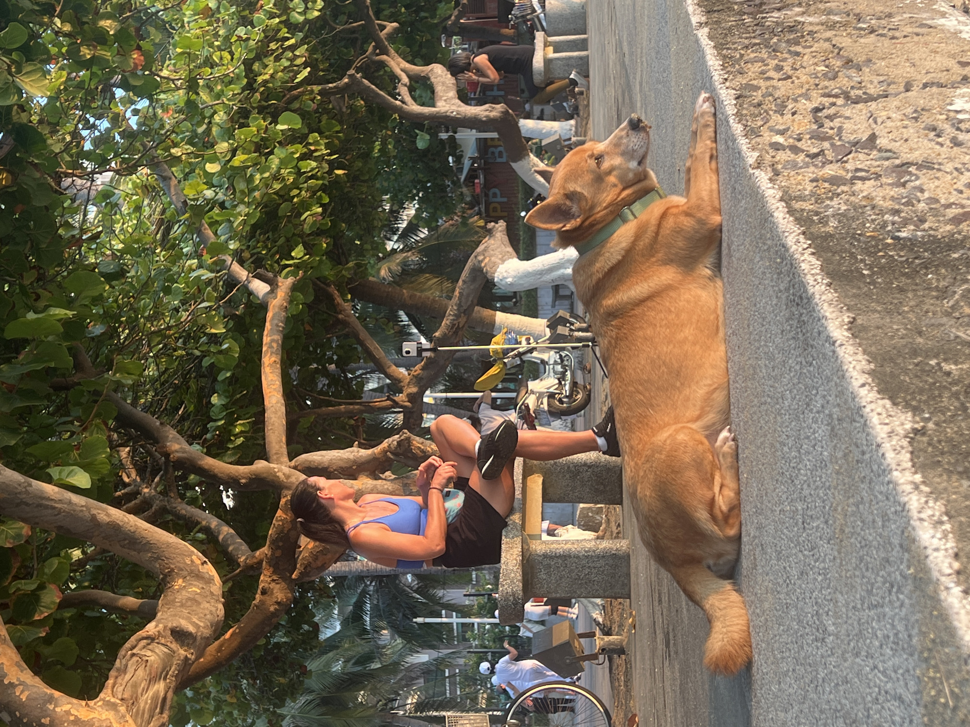 The image depicts a warm, sunny scene outdoors. In the foreground, a light-brown, medium-sized dog with a green collar stands with its front paws on a gray concrete wall, looking upwards. Behind the wall, a woman with dark hair pulled back, wearing a blue top and black shorts, sits on a stone bench beneath a tree with thick, gnarled branches and lush green leaves. In the background, other people are visible, including cyclists and pedestrians. Parked bicycles and motorbikes are present, too. The location is Nha Trang, Vietnam.