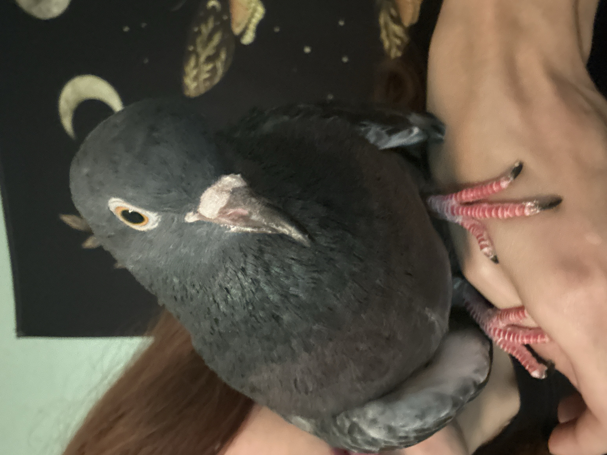 A close-up, waist-up shot shows a pigeon being held in a person's hands. The pigeon is facing the camera and is predominantly grey with a white and pink beak and an orange eye. The person's hands are visible underneath the pigeon, with their fingers gently supporting its body. The background is dark and features a celestial pattern with crescent moons and stars, and a hint of green wall on the left side. The image is taken indoors, and there is no specific information to indicate its location in Togliatti, Russia.