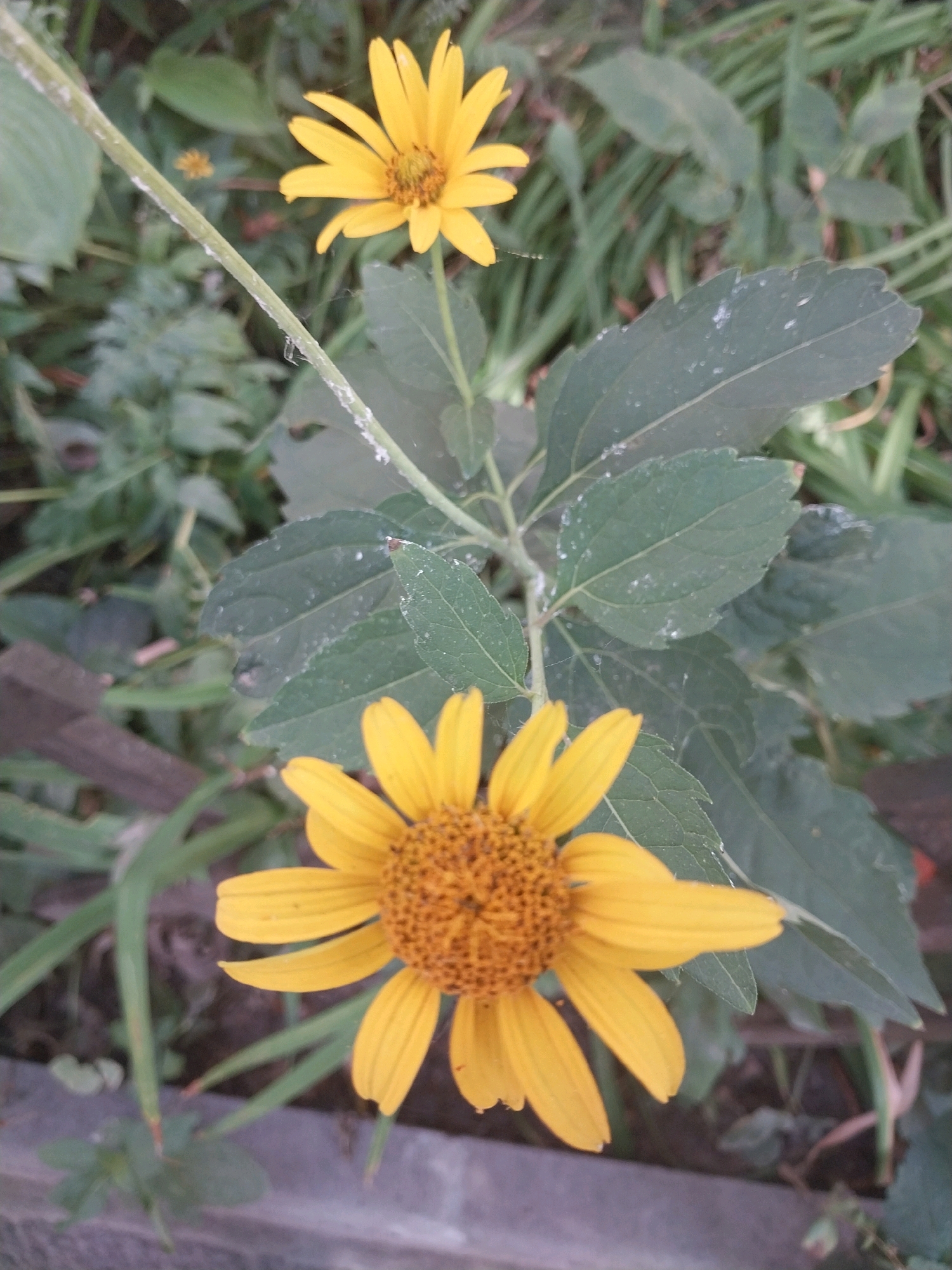 This is a close-up, eye-level, vertical outdoor photograph of two yellow flowers with brown centers, in various stages of bloom. The flowers are likely sunflowers, based on their appearance. The foreground flower is in full bloom and prominently displays its petals and central disk. The background flower is smaller and less in focus. They are surrounded by green foliage and some dry grass. The scene is set against a backdrop of muted greens and browns, suggesting a natural or garden setting. There is a hint of a weathered wooden element in the lower left corner. The image does not depict any people or animals. The overall impression is one of natural beauty and tranquility. The location is identified as Dnipro, Ukraine, but there are no specific landmarks or architectural elements in the image to confirm this.
