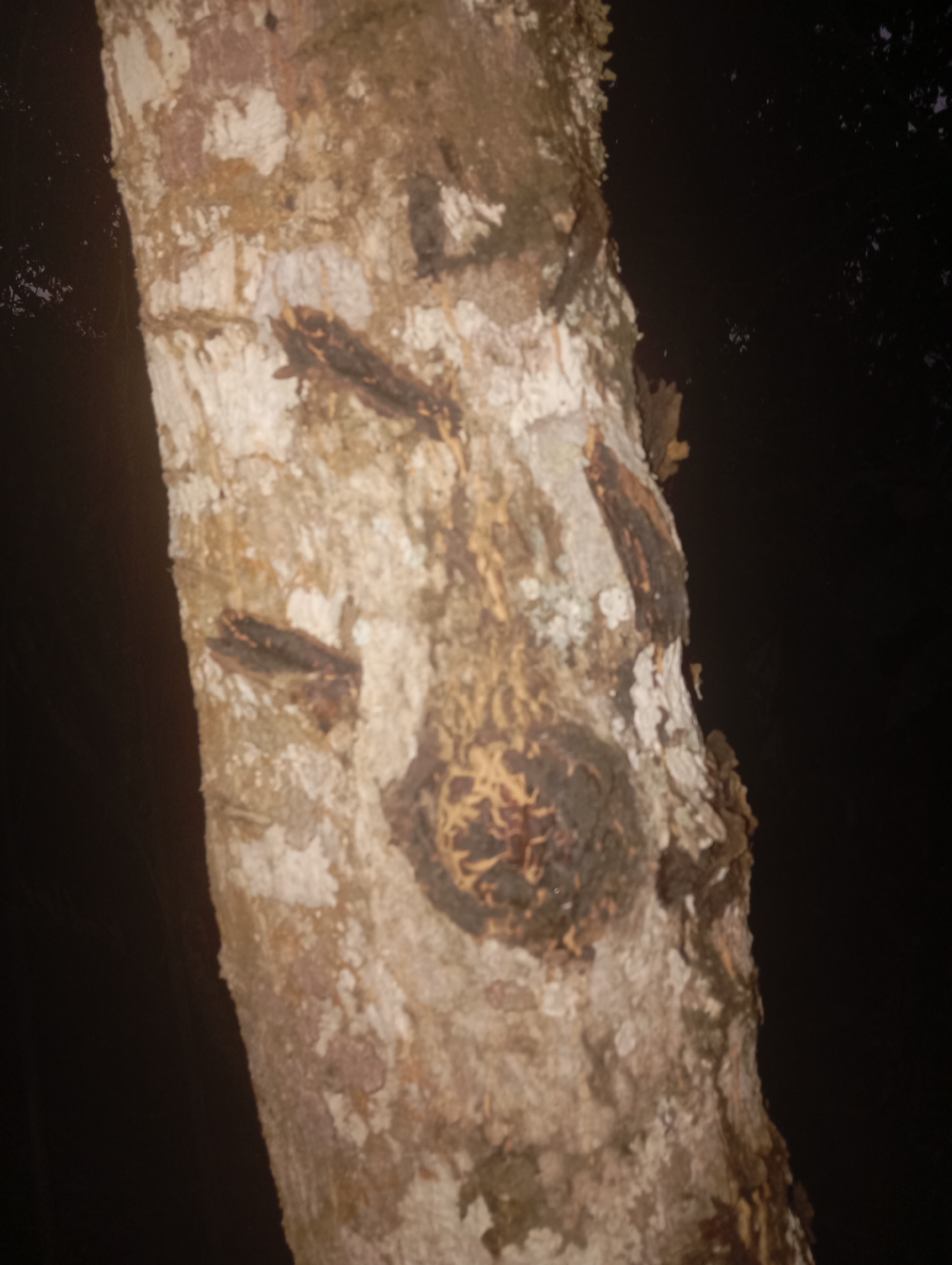 The image is a close-up, vertical shot of a tree trunk in Kedungbenda, Indonesia. The bark is rough and textured, with patches of white lichen and brown, mottled areas. Several dark, insect-like creatures are adhered to the bark, appearing to be camouflaged against the trunk. The background is dark and out of focus, suggesting a nighttime setting or a densely shaded environment. The lighting is dim, highlighting the textures of the bark and the insects.