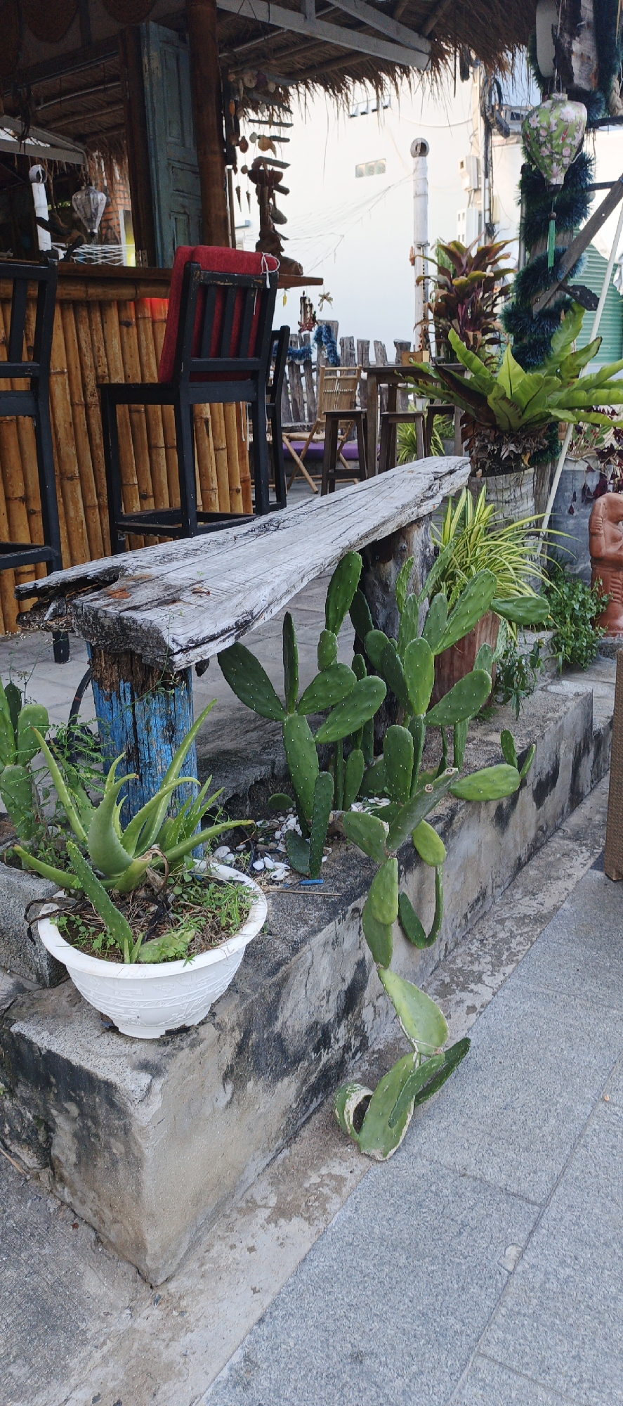 The image depicts an outdoor seating area with a rustic aesthetic. In the foreground, a weathered wooden bench is supported by a blue-painted wooden post. To the left of the bench, an aloe vera plant is housed in a white decorative pot. Behind the pot and bench, various cacti are growing directly in the ground or in planters, interspersed with small white stones.
Further back, a bamboo bar is visible with red-cushioned bar stools. The ceiling of the structure is thatched. Beyond the bar area, a wooden fence encloses more seating, including tables and chairs. In the background, a white building with windows and air conditioning units is present, suggesting an urban or semi-urban setting. Lush greenery and decorative elements, such as hanging ornaments and garland, are also visible, contributing to the tropical or bohemian ambiance. The overall scene suggests a relaxed outdoor establishment, possibly a cafe, bar, or restaurant, located in Phu Thuy Ward, Vietnam.