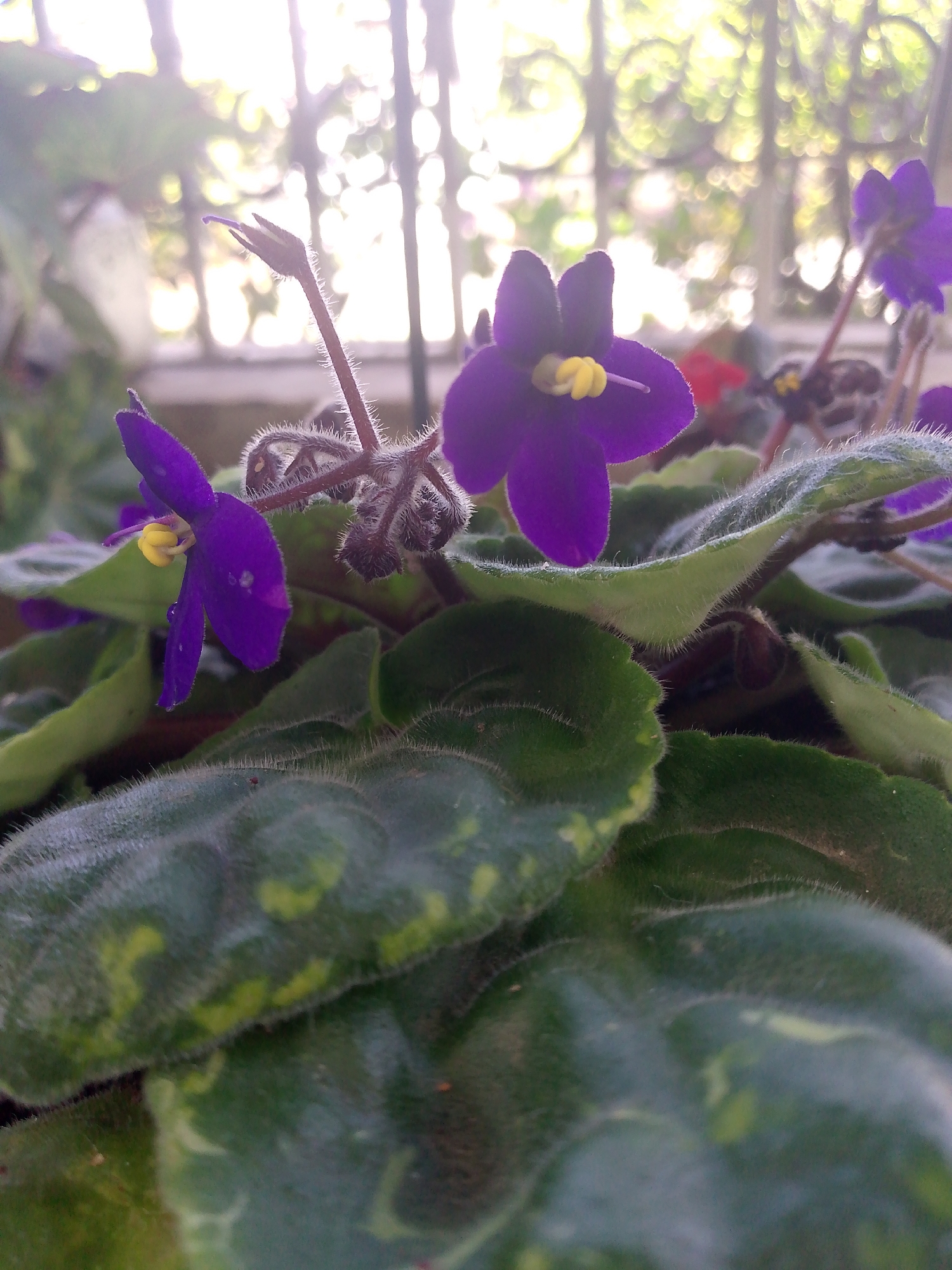 A close-up, eye-level shot captures a patch of dark green, fuzzy leaves and several vibrant purple African violet flowers. The flowers have five petals, yellow centers, and delicate pistils. One flower is in the foreground, slightly off-center to the left, with its petals fully open. Another flower is behind and to the right, also open. A third flower bud, dark purple and unopened, stands taller on a slender stem. The background is heavily blurred, showing bright light filtering through what appears to be a window with bars, suggesting the plants are indoors or on a windowsill. The overall impression is one of gentle natural beauty, with the fuzzy texture of the leaves and the bright colors of the flowers being prominent. No people or specific city landmarks are visible.