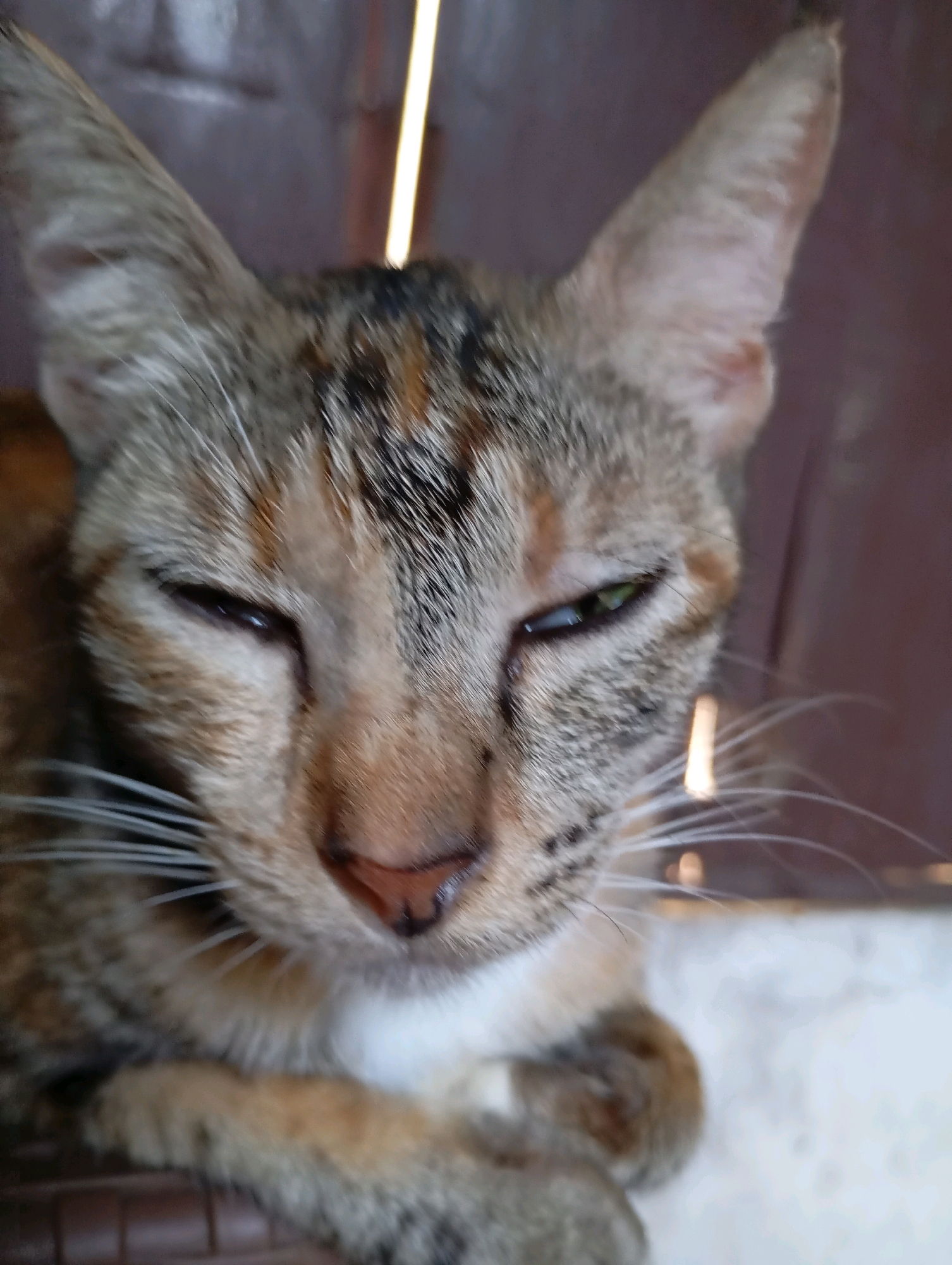 A close-up, slightly blurry, eye-level shot shows a tabby cat's face. The cat is looking directly at the camera with its eyes partially closed and its pupils dilated. Its fur is a mix of brown, black, and tan stripes. The cat's ears are pointed and perked up. The background is a blurred mixture of brown and white, suggesting an indoor environment with some natural light. The image appears to have been taken in a residential setting in Balikpapan, Indonesia.