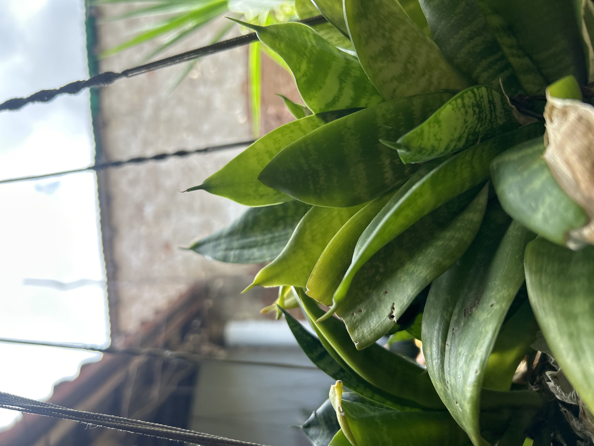 A close-up, eye-level shot focuses on the vibrant green, sword-shaped leaves of a snake plant, possibly a Sansevieria trifasciata, in Santa Ana, Venezuela. The plant is suspended, suggested by two dark, woven ropes visible on the left and right edges of the frame, implying it is hanging outdoors. The leaves display characteristic patterns of lighter green horizontal banding. In the background, out of focus, a weathered wall and a terracotta-tiled roof indicate a residential or building structure. The sky above is bright and overcast. There are no people or animals in the frame, and the scene is static and peaceful.