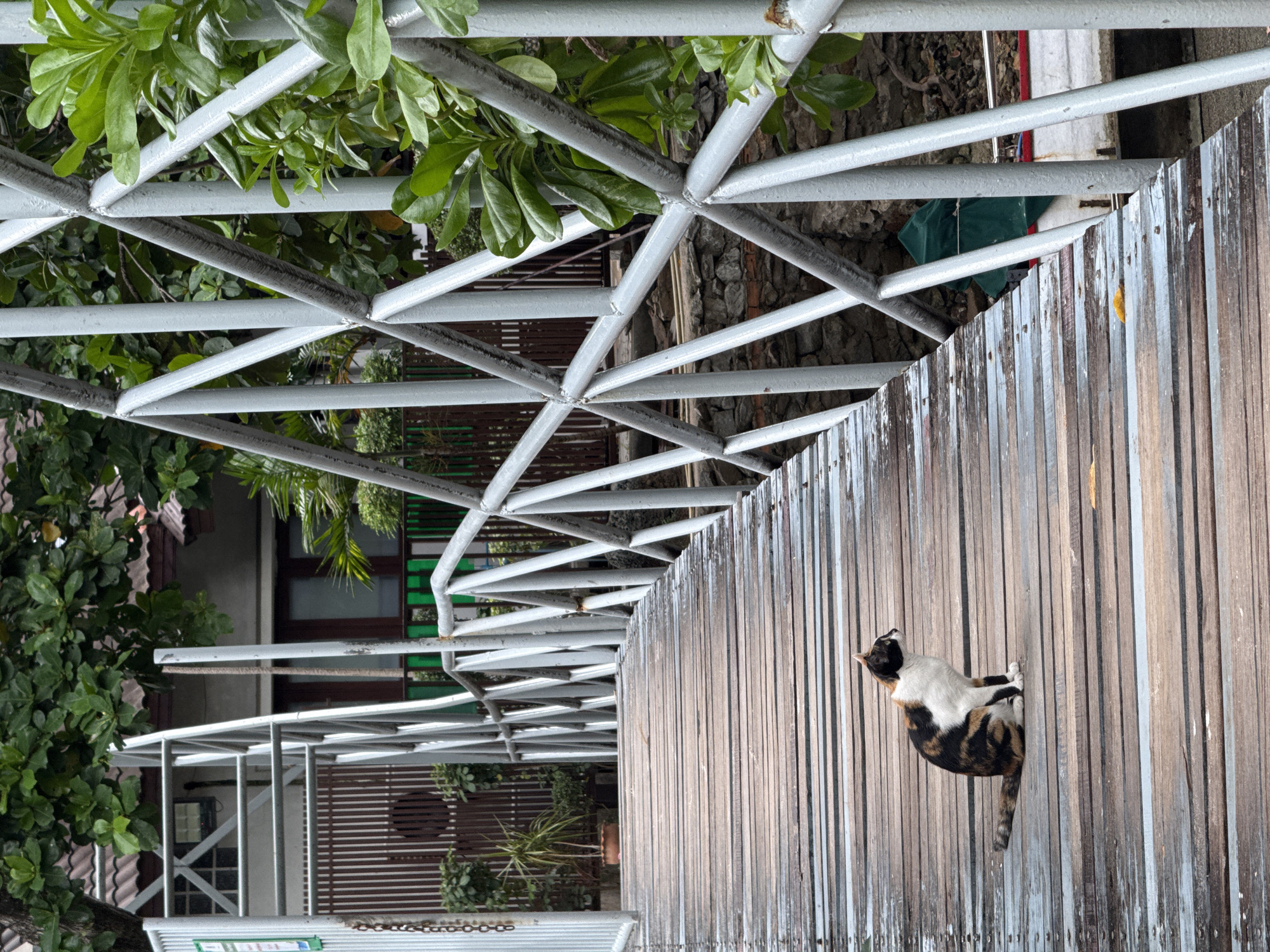 A calico cat sits on a weathered wooden footbridge in Ko Samui District, Thailand. The bridge has a light gray metal railing with a criss-cross pattern. Lush green foliage frames the right side of the bridge and the background. Behind the bridge, a building with a brown tiled roof and wooden accents is visible, along with potted plants. The scene appears to be outdoors, possibly near a waterfront given the hint of a boat in the lower right corner. The cat is facing to the right, looking away from the camera, with its tail curled around its body. The wooden planks of the bridge show signs of age and wear.