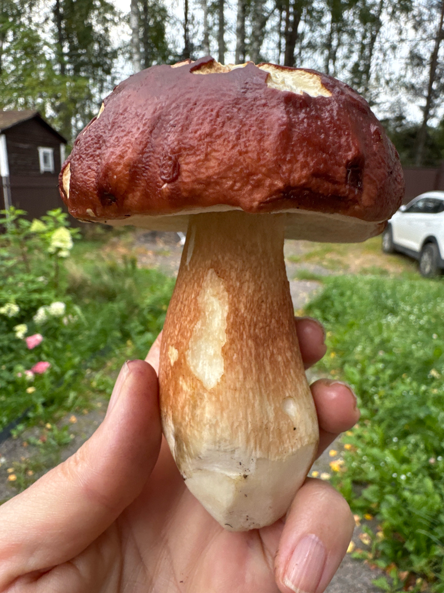 A person's hand is holding a large mushroom in the foreground. The mushroom has a dark reddish-brown cap and a thick, pale stem. The background is out of focus but appears to be an outdoor setting with greenery and trees. A dark-colored building with a white window is visible to the left, and a white car is parked in the distance on the right. The scene is likely in the city of Steklyannyi, Russia, given the context of the image.