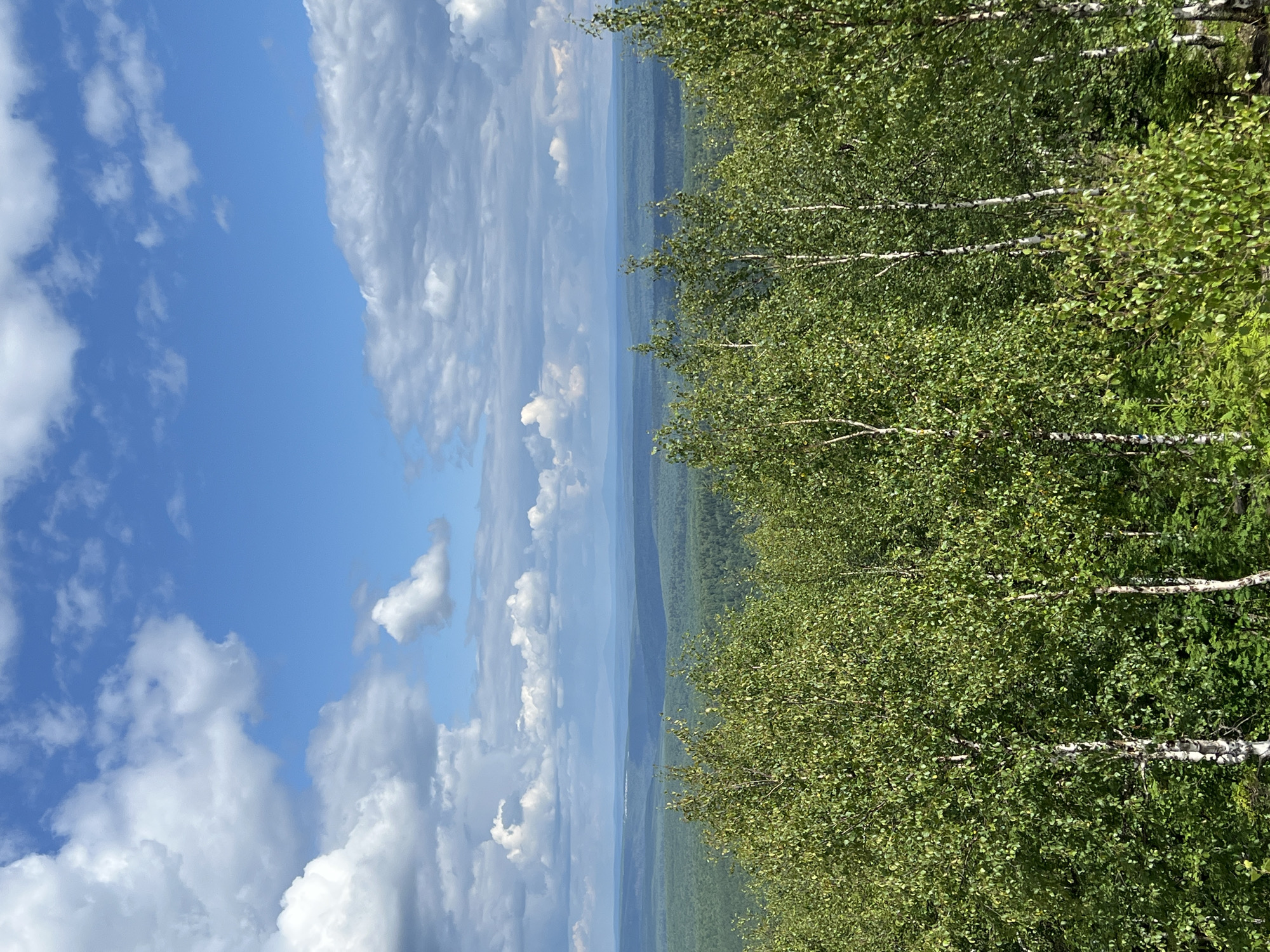 The image depicts a panoramic view of a dense forest with a clear blue sky dotted with white clouds, captured from an elevated position. In the foreground, numerous birch trees with their characteristic white bark are visible, their green leaves forming a thick canopy. The forest extends into the distance, forming rolling hills that fade into a hazy blue horizon. Several layers of hills are discernible, with the furthest ones appearing as faint silhouettes against the sky. The scene is set in the vicinity of Gubakha, Russia, a city known for its industrial history and surrounding natural beauty. The overall atmosphere is one of serene natural landscape under a bright, partly cloudy sky.