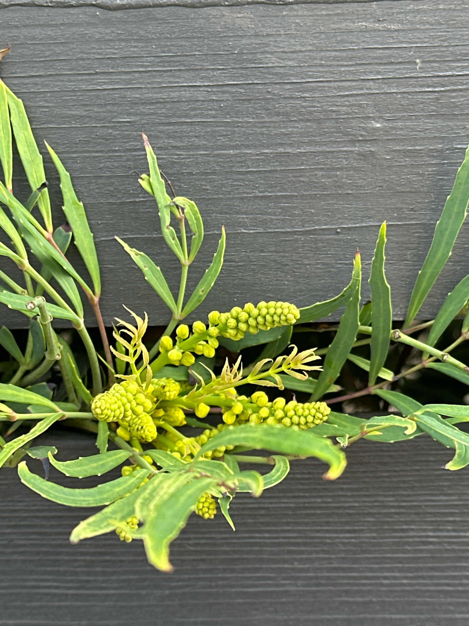 A close-up, overhead shot captures a flowering branch of a plant, likely an Oregon grape (Mahonia), emerging from a dark grey, horizontally slatted surface. The plant features numerous small, green, bud-like flowers clustered along stems, interspersed with elongated, serrated green leaves, some showing yellow variegation. The background is dominated by the textured, dark grey surface, which appears to be made of wood or a wood-like composite material, possibly a decking or fence. The lighting is natural, casting soft shadows and highlighting the textures of both the plant and the surface. The scene is devoid of any human presence or activity, suggesting a static, natural element within an urban or suburban environment. There is no indication of the specific location within London, United Kingdom.