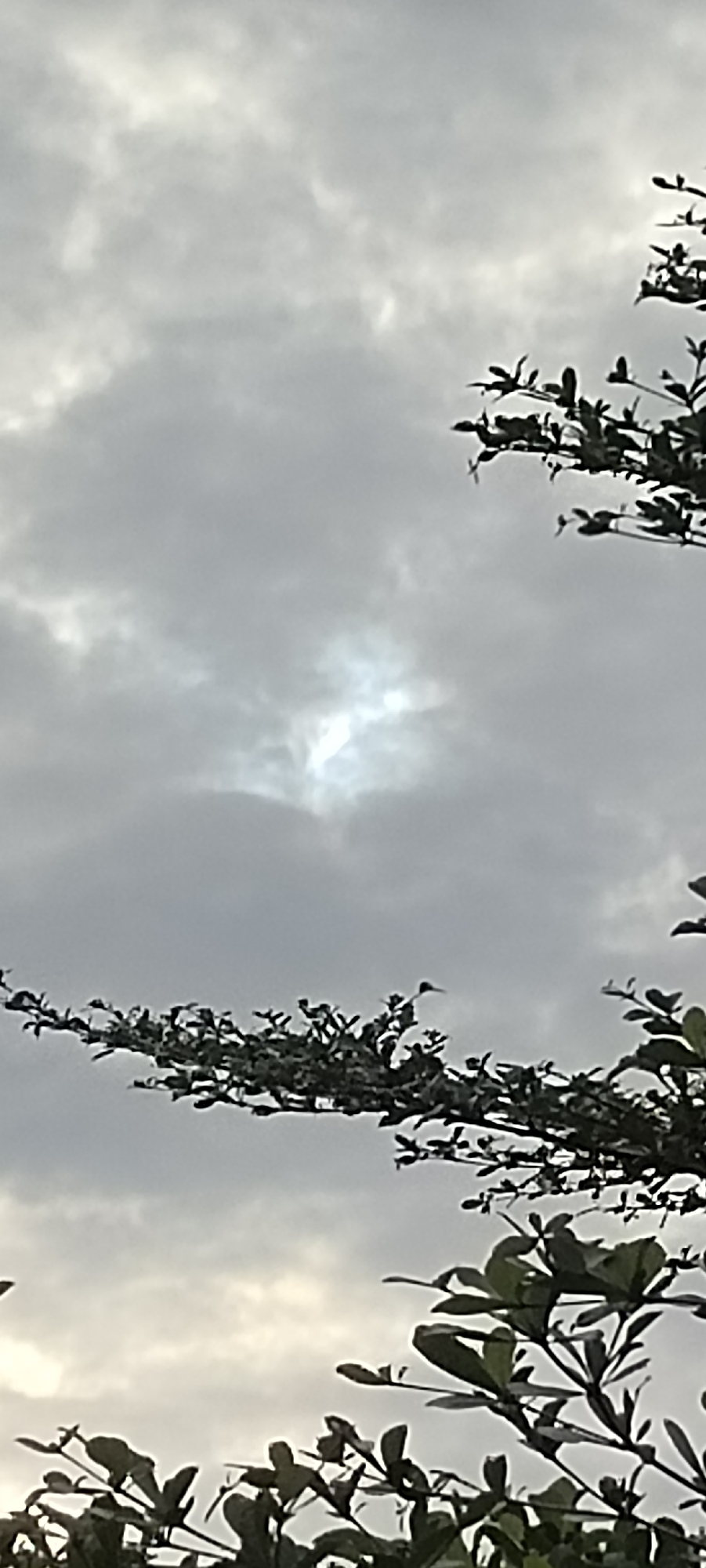 The image shows an overcast sky with the sun faintly visible through a break in the clouds. Foliage from trees or bushes is present in the foreground, partially obscuring the view of the sky. The scene appears to be outdoors in Ranto, Indonesia.
