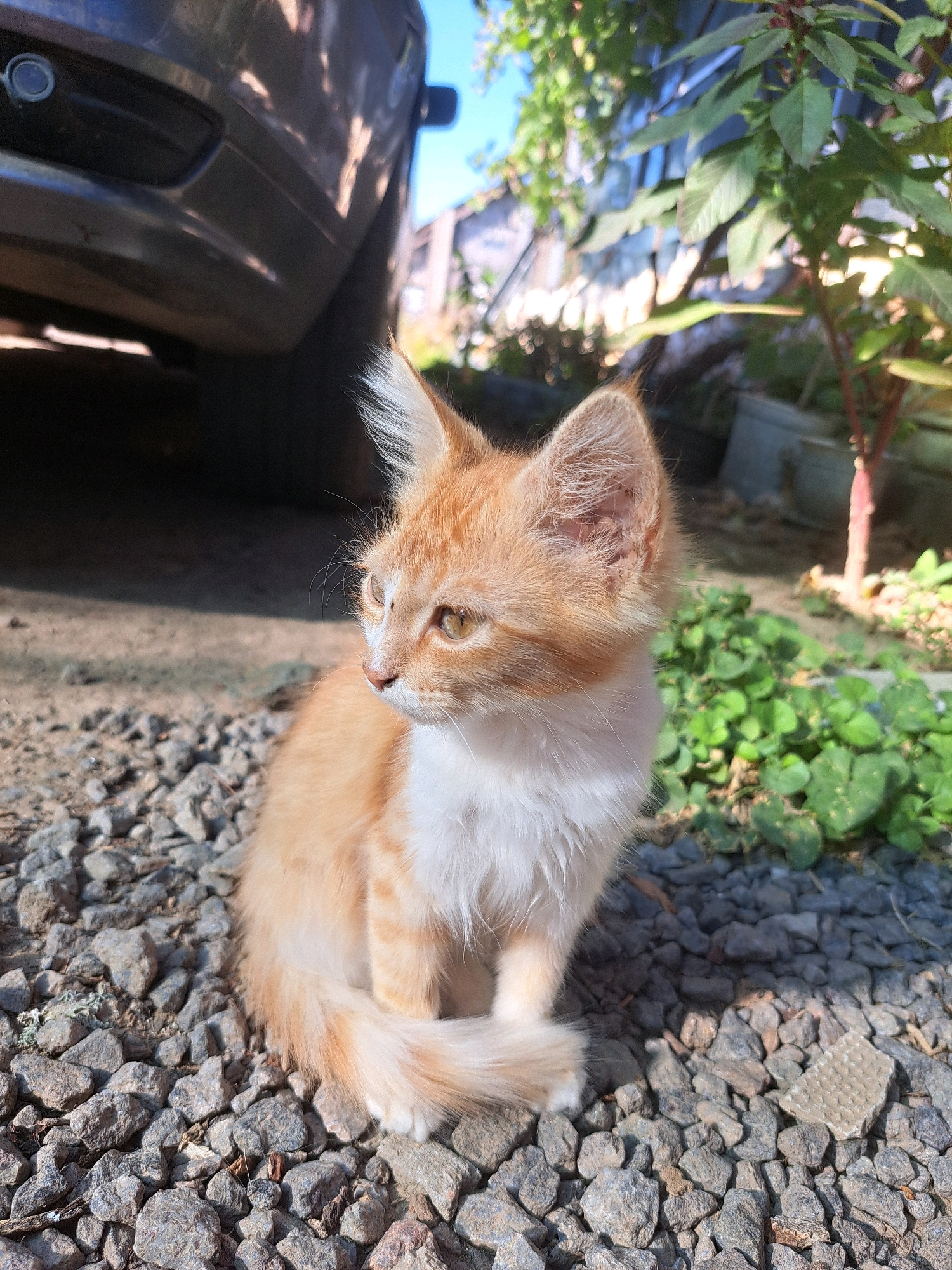 An orange and white kitten sits on a gravel surface next to a car. The kitten is facing to the left, with its tail curled around its body. The car is dark gray and partially visible in the background. Green foliage and a building are also visible in the background. The scene appears to be outdoors during the daytime. The location in Vypasne, Ukraine is not discernible from the image.