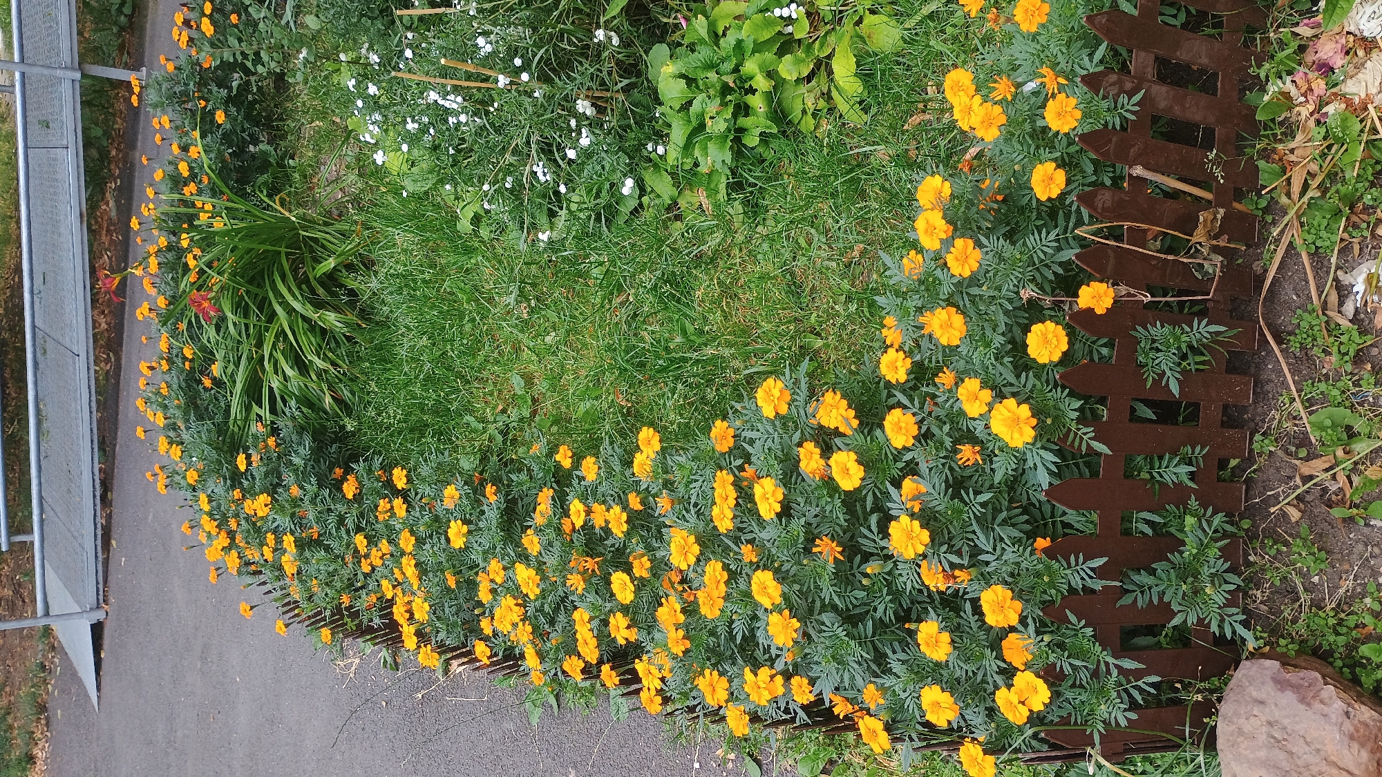 A close-up, high-angle shot shows a garden bed filled with vibrant orange marigolds, bordered by a short, dark brown picket fence. To the left of the marigolds, a gray asphalt surface is visible, likely a sidewalk or path, with a large, irregular brown rock in the foreground. The garden bed itself is lush with green foliage beneath the flowers. Beyond the marigolds, a patch of bright green grass is interspersed with small white flowers and larger green leaves of another plant. In the background, a metallic ramp or walkway structure with railings is present, suggesting an urban or public space. The scene is located in Sokolov, Czechia. There are no people or animals visible in the image.