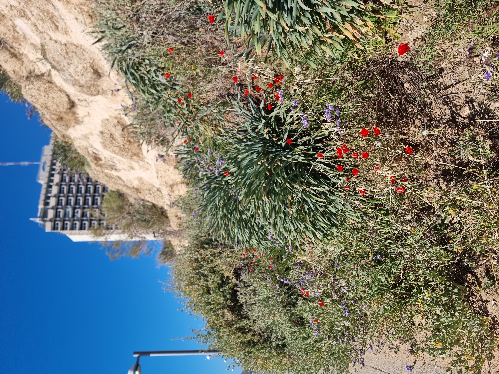 The image captures a vibrant natural landscape bordering an urban environment, viewed under a clear, bright blue sky.
In the foreground and midground, a rich variety of wild flora thrives on a sandy and earthy bank that slopes downwards from the left. Clusters of dense green, long-leafed plants are prominent, interspersed with numerous small, striking red flowers, likely poppies, which are scattered throughout the greenery. Delicate purple and occasional yellow flowers add to the colorful display, alongside dried grasses and exposed patches of soil.
To the left, a sandy or light brown bank dominates, rising to partially obscure the background. Beyond this bank, a large, modern multi-story building, possibly an apartment complex or hotel, is visible with numerous windows, hinting at a developed urban area. A vast expanse of cloudless, deep blue sky fills the upper portion of the image. In the bottom right corner, the top of a street light or utility pole, possibly with a traffic or pedestrian signal, further indicates an urban setting.
The scene is illuminated by clear daylight, suggesting a sunny day. No specific activity or event is taking place; it is a static shot of the environment. There is no visible text. The combination of coastal-like sandy terrain, wild Mediterranean flora, and modern urban architecture aligns with the provided context of Tel-Aviv, Israel.