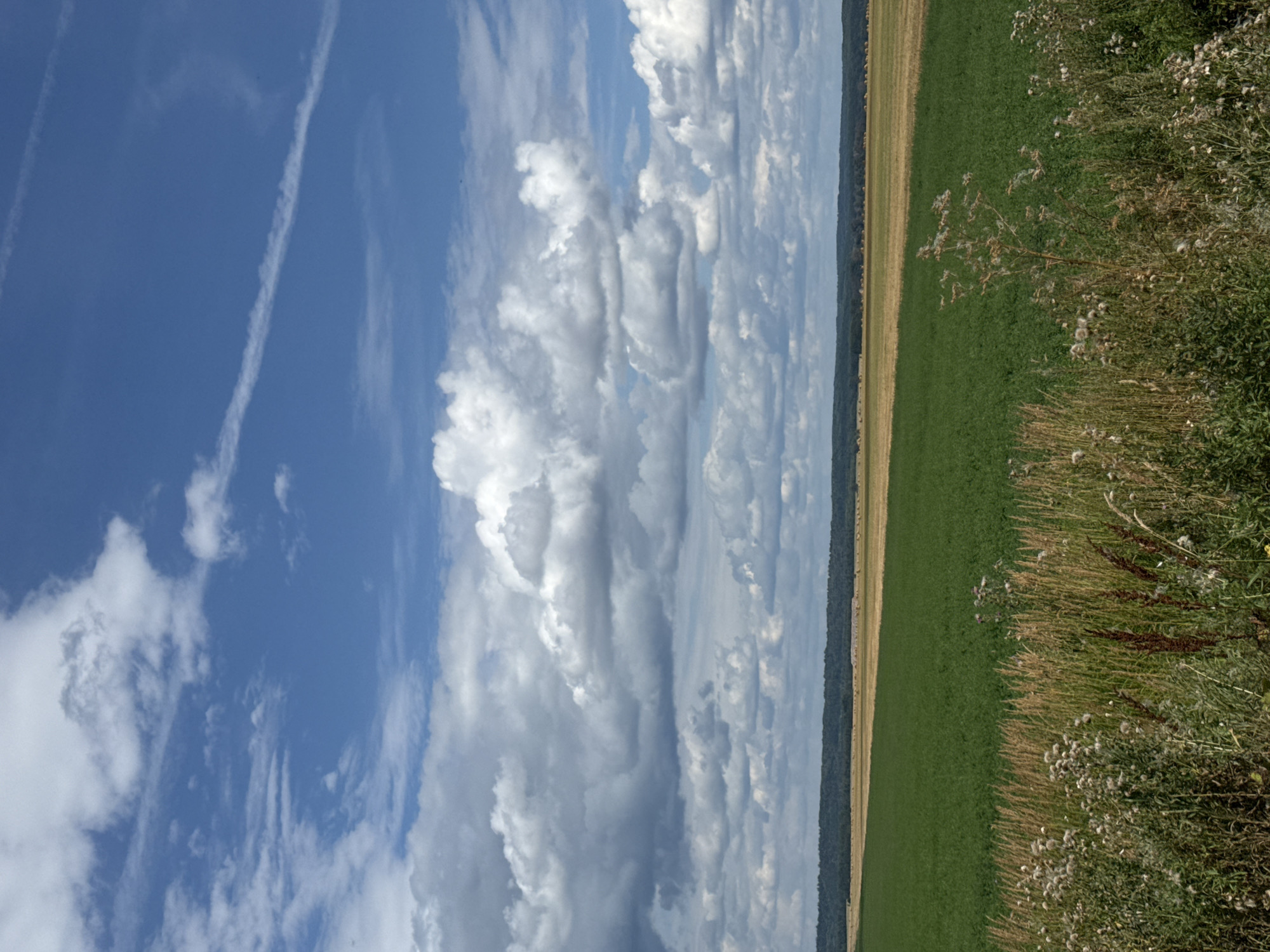 The image depicts a rural landscape under a partly cloudy sky with a mixture of cumulus and cirrus formations. The foreground is dominated by tall grasses and wildflowers. Behind this, a vibrant green field transitions into a golden-brown field. In the distance, a dark, tree-lined horizon stretches across the scene, with what appear to be hay bales scattered across the golden field. The image is taken from a ground-level perspective. The location is identified as Bolshoye Volkova, Russia.