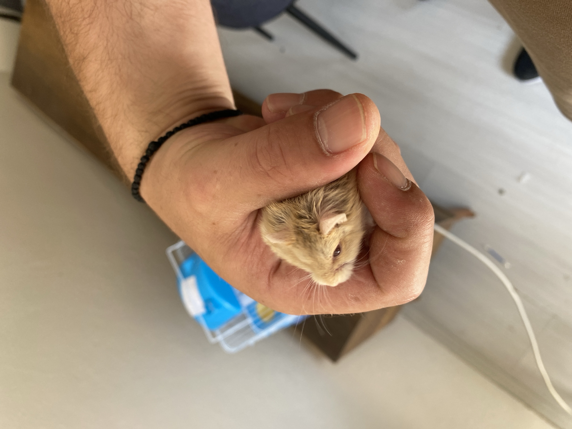 A close-up shot shows a small, light brown and beige hamster being held in a person's cupped hand. The hamster's head is visible, with its dark eye and small ear clearly discernible. The hand, with visible skin texture and fingernails, gently encloses the rodent. A black beaded bracelet is worn on the wrist. In the blurred background, a white and blue plastic pet carrier sits on a wooden surface. The environment appears to be indoors, with a light-colored wall and floor. There are no discernible landmarks or features to indicate a specific location within Bayrampaşa, Turkey.