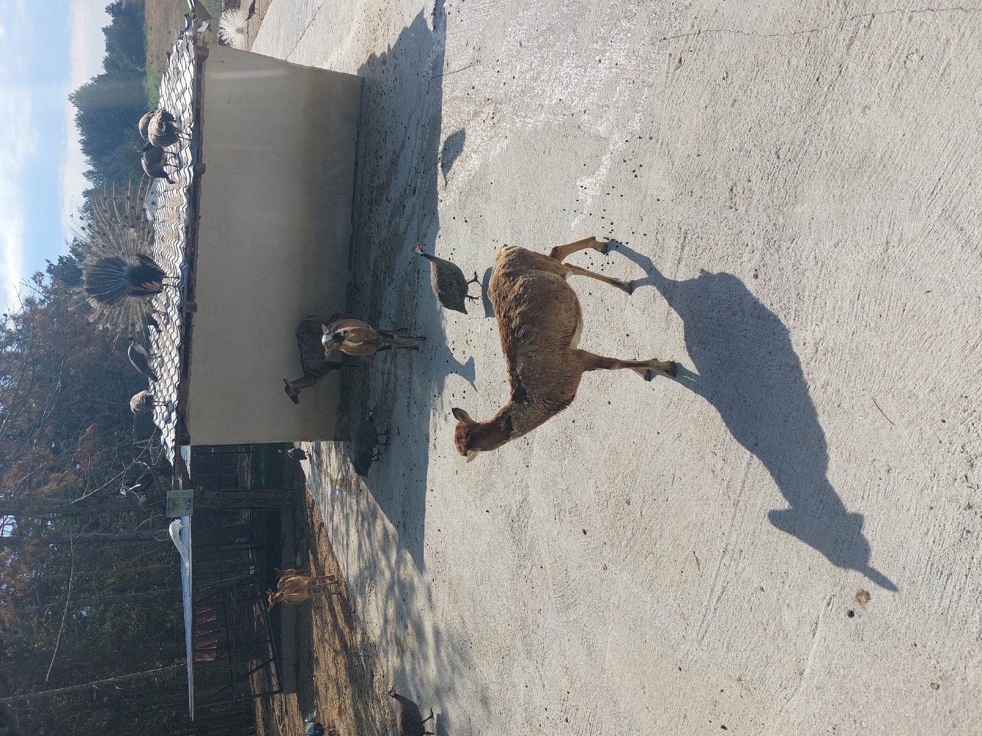 In Hadzhidimovo, Bulgaria, an outdoor scene unfolds in what appears to be a zoo or sanctuary. The foreground is dominated by a paved concrete area, where a young deer with reddish-brown fur stands facing left, its body angled away from the camera. Its long shadow stretches across the ground. In the middle ground, more deer are visible, along with several guinea fowls pecking at the ground. Beyond this, a light-colored, single-story structure with a tiled roof occupies a significant portion of the background. Perched on the roof of this building are numerous peacocks, one of which is displaying its elaborate fanned tail feathers, a striking visual against the blue sky. To the left of the building, a covered structure with metal supports and a corrugated roof stands, possibly an enclosure. The environment is surrounded by dense trees, suggesting a natural or semi-natural setting. The lighting indicates it is daytime, with the sun casting distinct shadows.