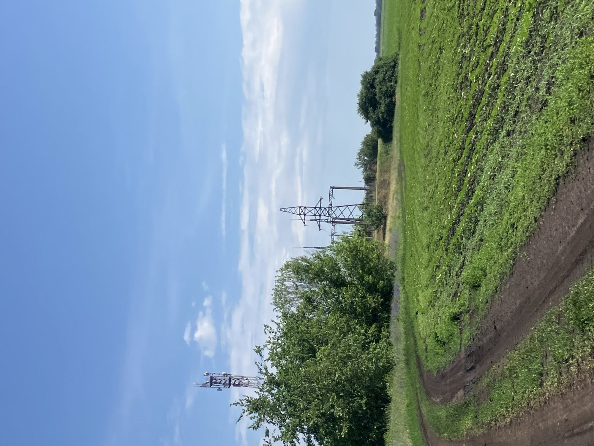 This is a vertical, eye-level, full-shot photograph taken on a clear, sunny day in Molodizhne, Ukraine. A dirt road curves from the bottom left corner of the frame into the middle ground, bordered by a field of young green crops. In the middle ground, to the left, a dense cluster of trees partially obscures a tall, lattice-style cell tower. Further to the right, a large electrical pylon stands prominently. The background is a bright blue sky with scattered white clouds. The overall impression is one of rural industrial infrastructure situated within an agricultural landscape.